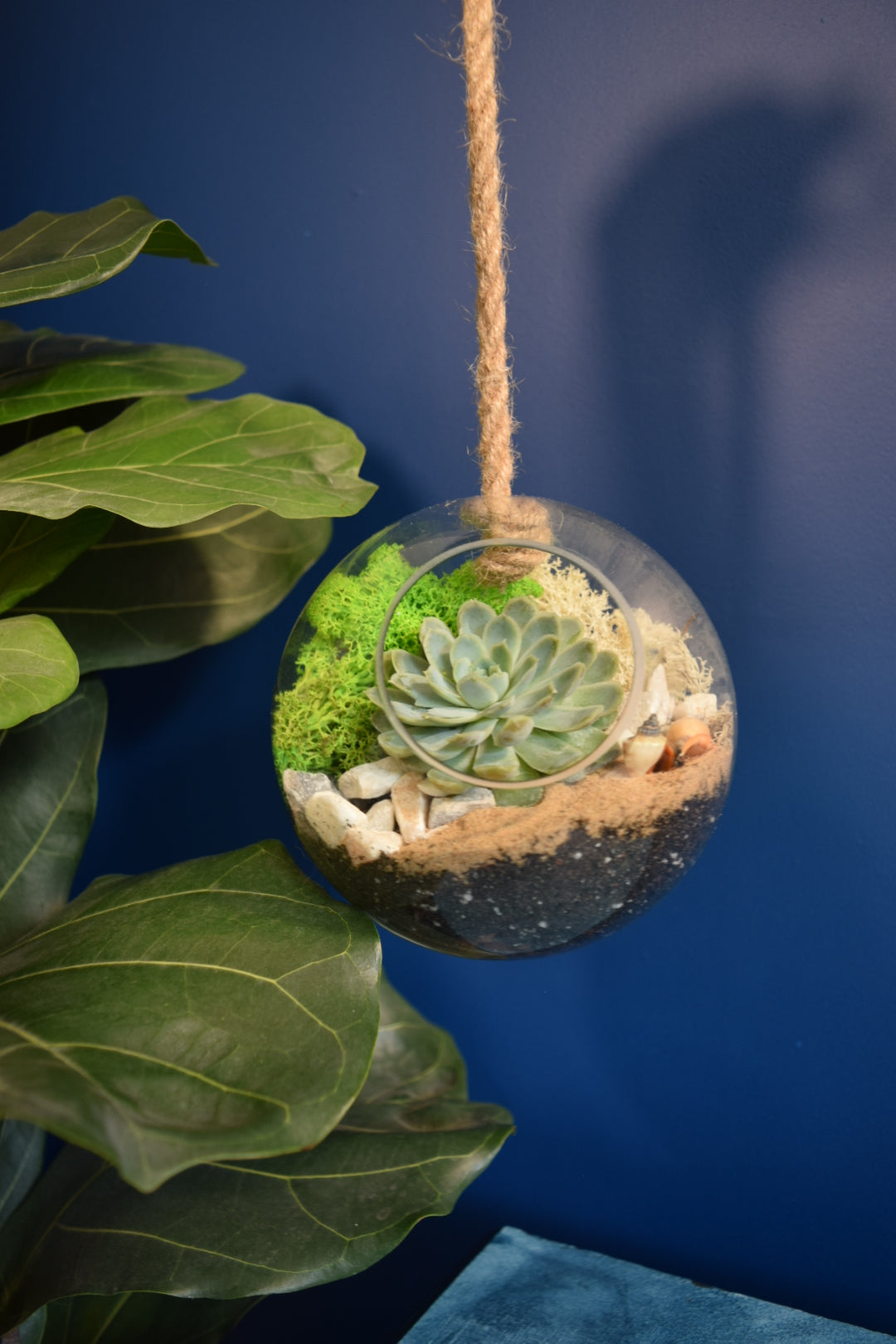 Glass Globe Terrarium with Plant Succulent or Cactus UK Plant Gift