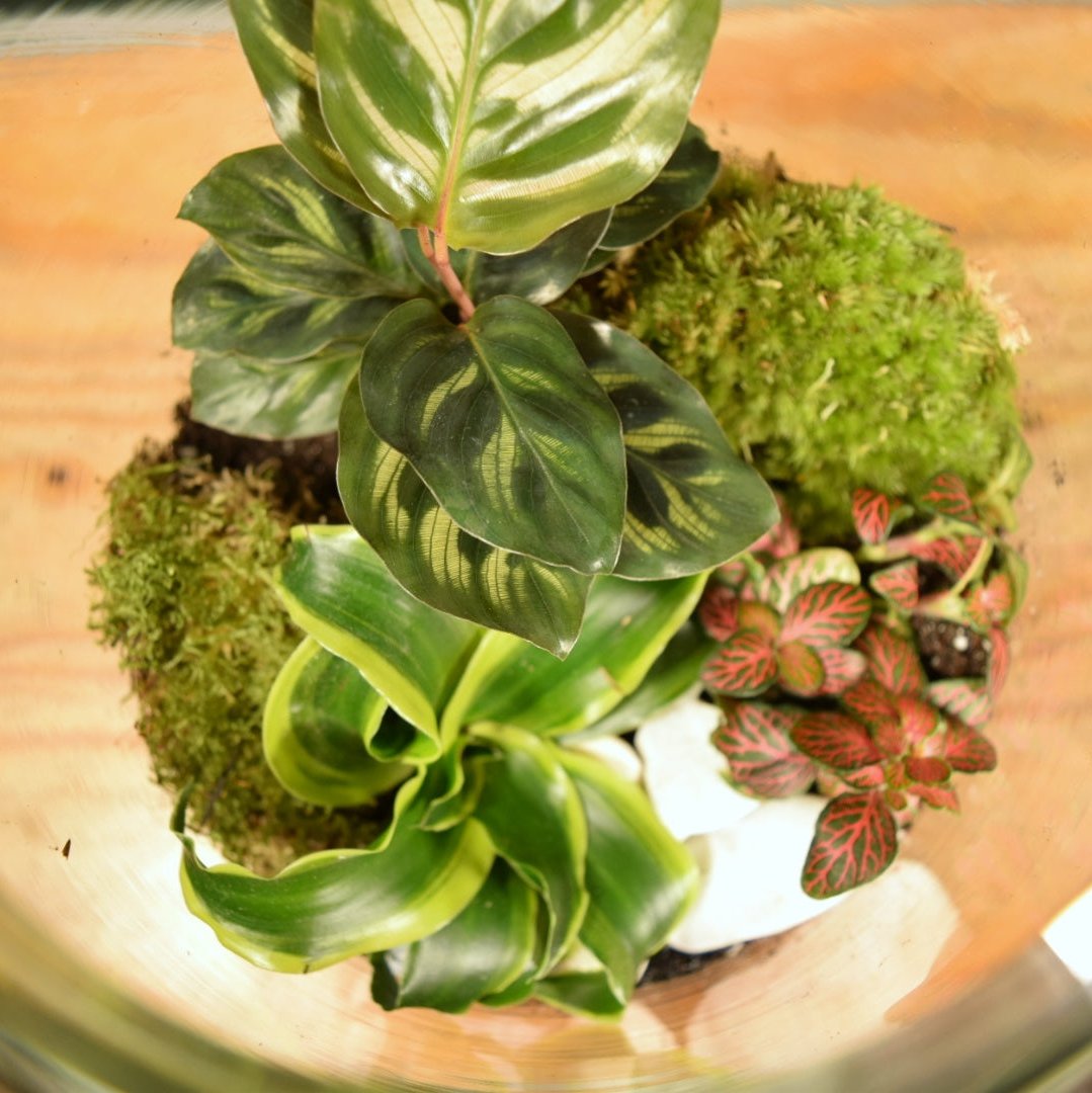 Terrarium plants