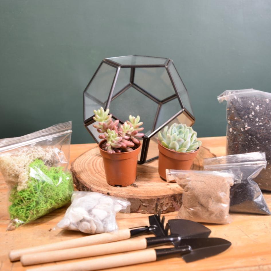 Black Terrarium Kit with Succulent or Cactus - Geometric Terrarium - Plant Lover Gift