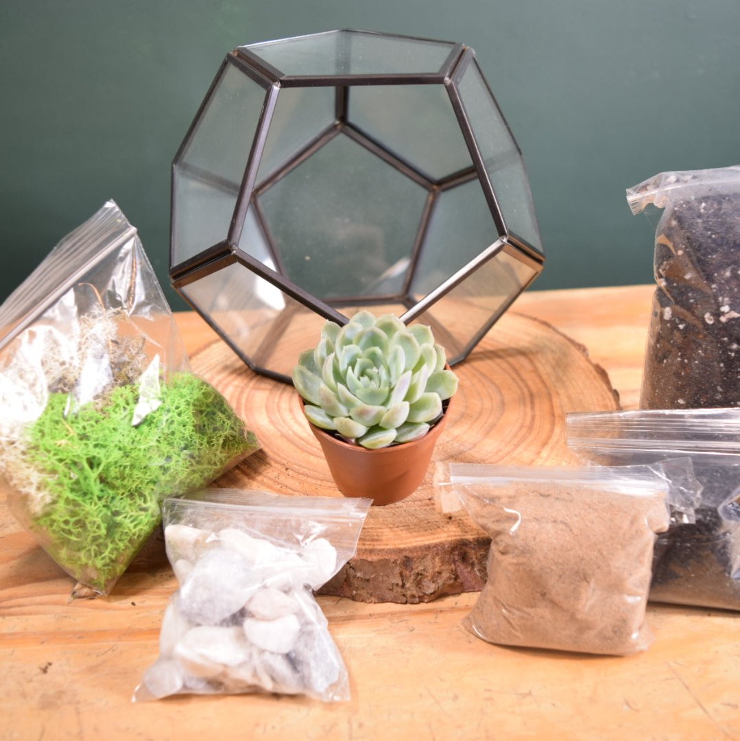 Black Terrarium Kit with Succulent or Cactus - Geometric Terrarium - Plant Lover Gift