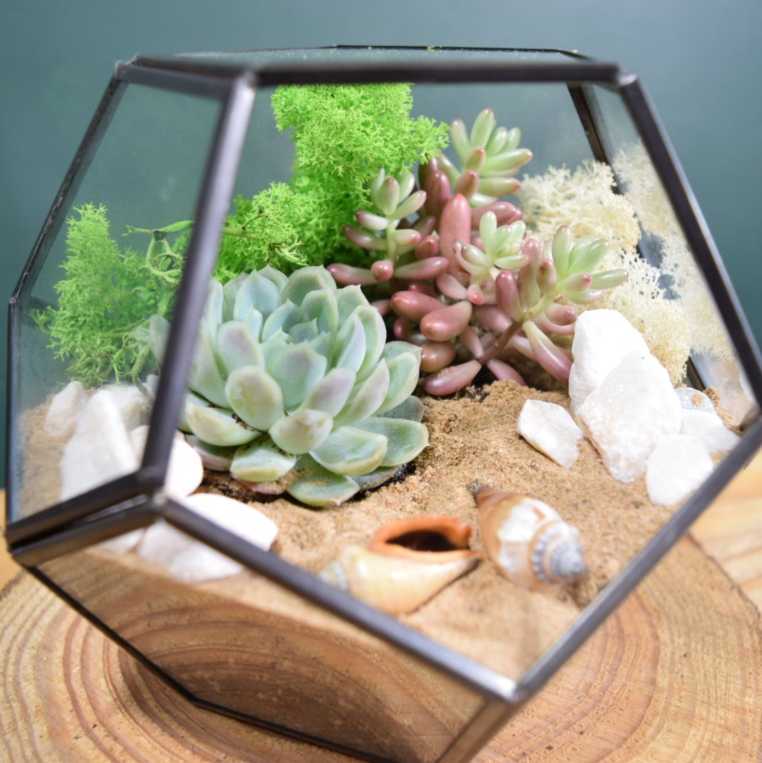 Black Terrarium Kit with Succulent or Cactus - Geometric Terrarium - Plant Lover Gift