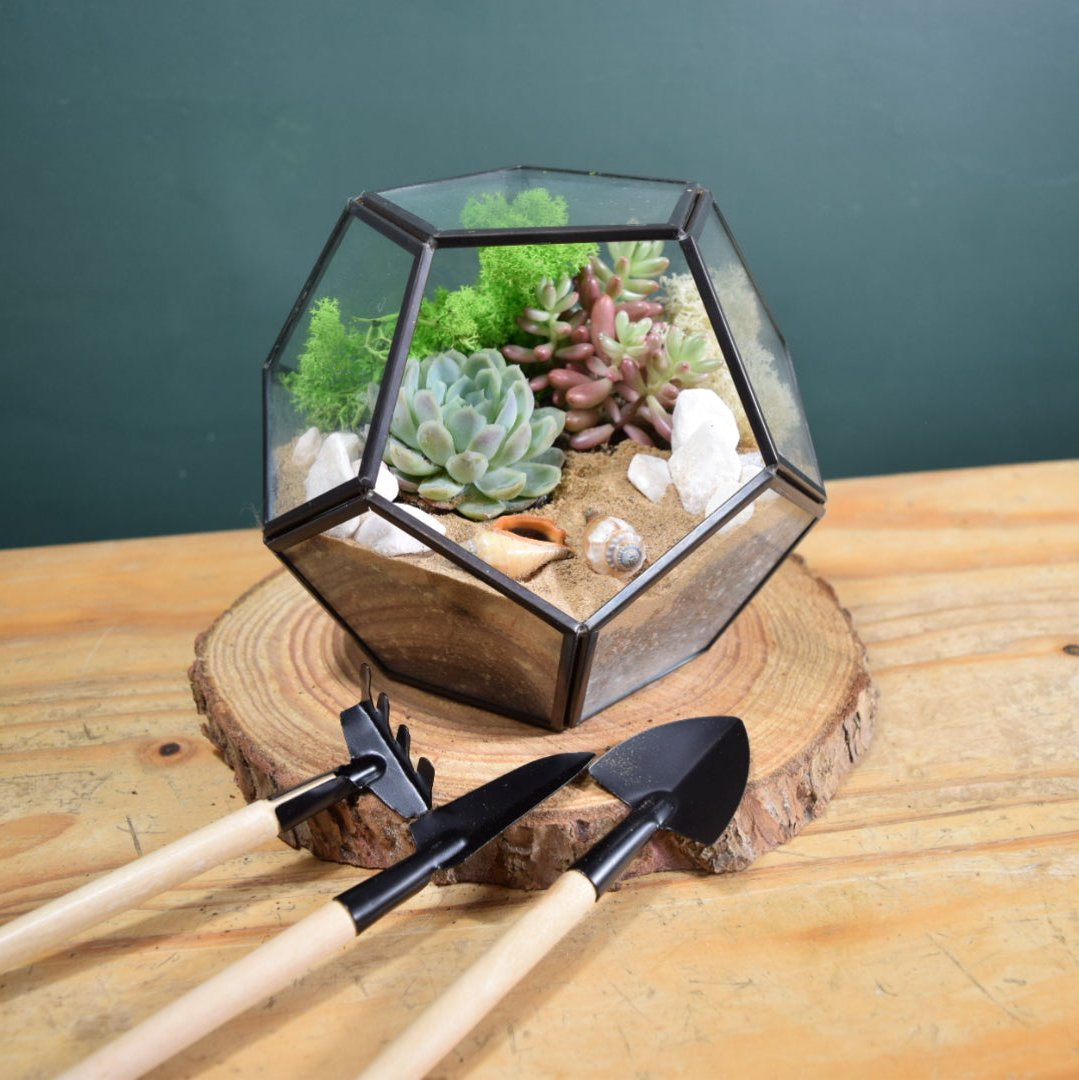 Black Terrarium Kit with Succulent or Cactus - Geometric Terrarium - Plant Lover Gift
