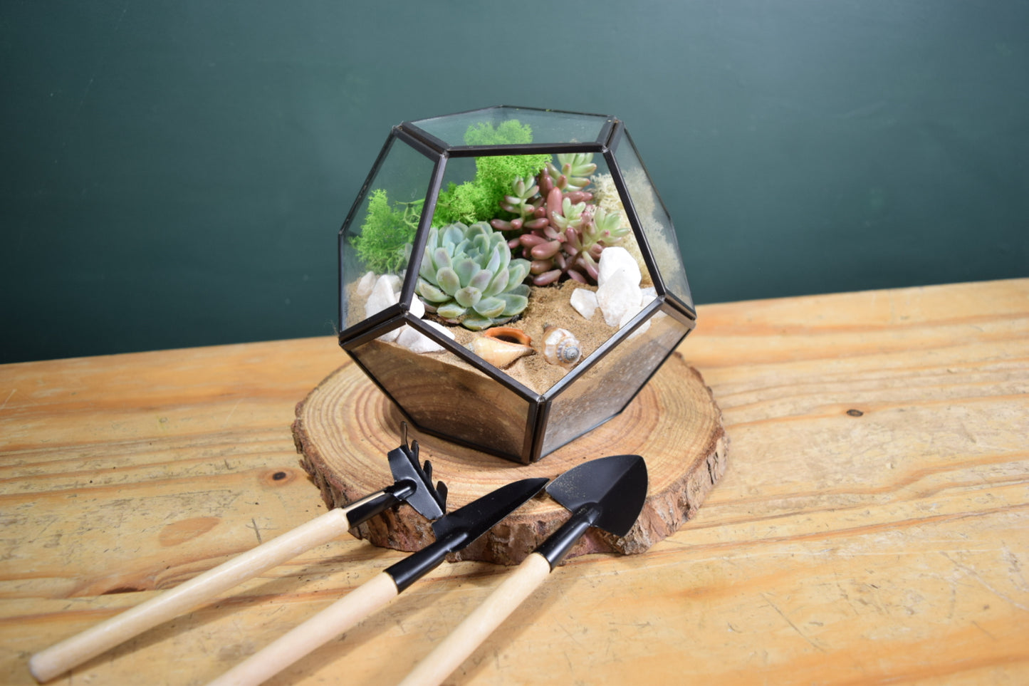 Black Terrarium Kit with Succulent or Cactus - Geometric Terrarium - Plant Lover Gift