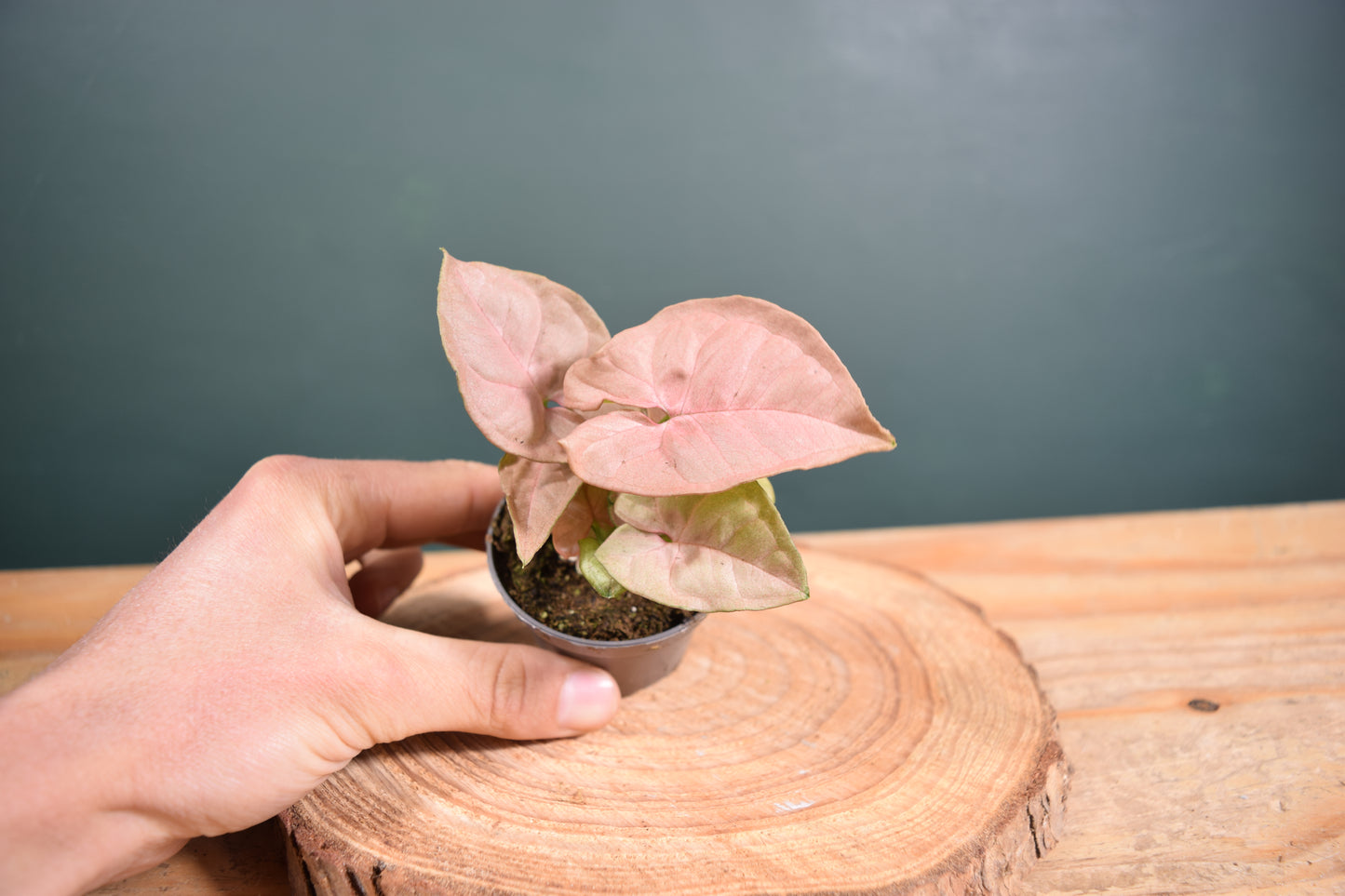 Syngonium Pink Neon Plant - 6cm Pot - Plant Gift - Glass Terrarium - DIY terrarium kit Fittonia - Terrarium Baby Plants