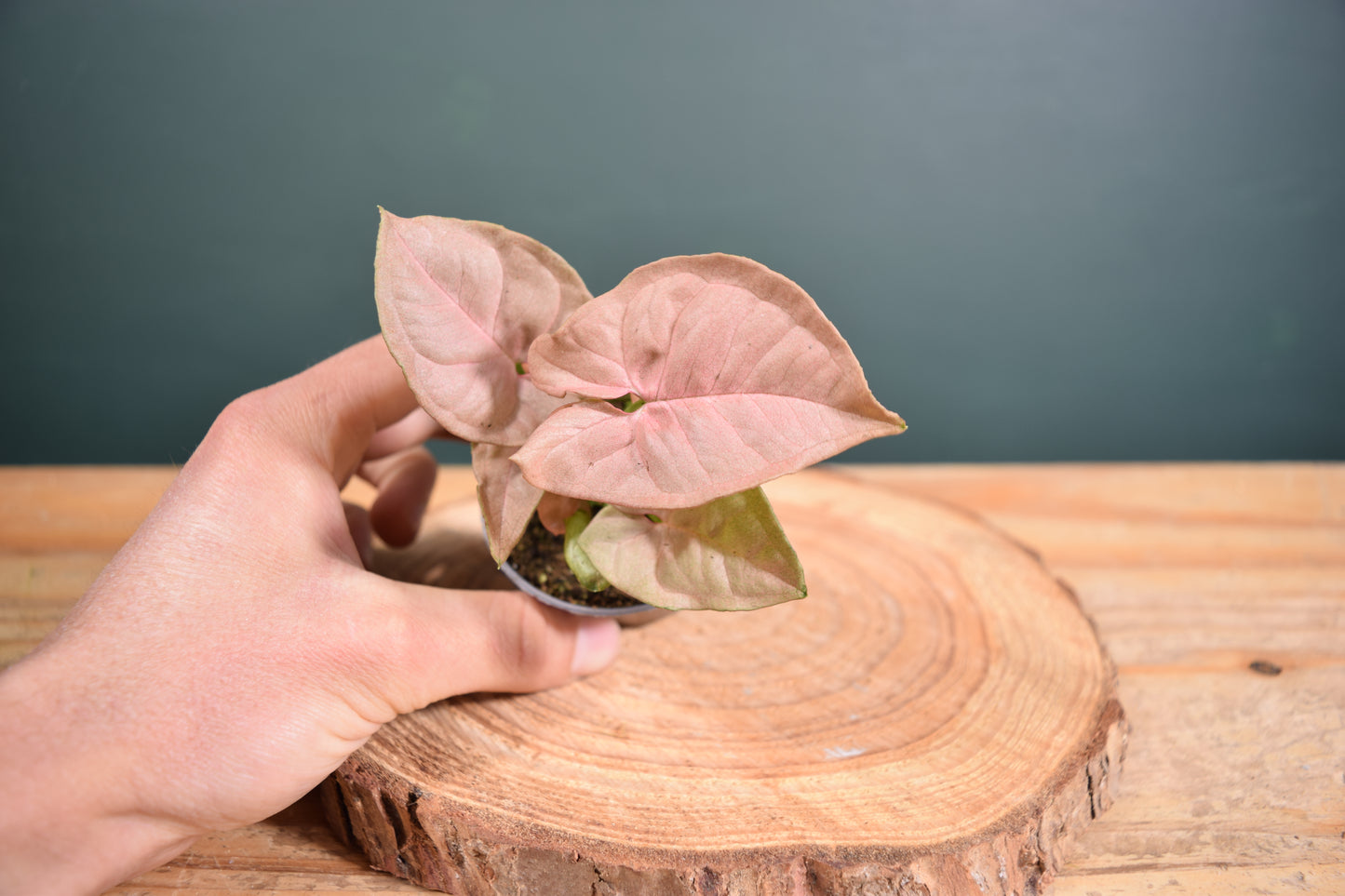Syngonium Pink Neon Plant - 6cm Pot - Plant Gift - Glass Terrarium - DIY terrarium kit Fittonia - Terrarium Baby Plants