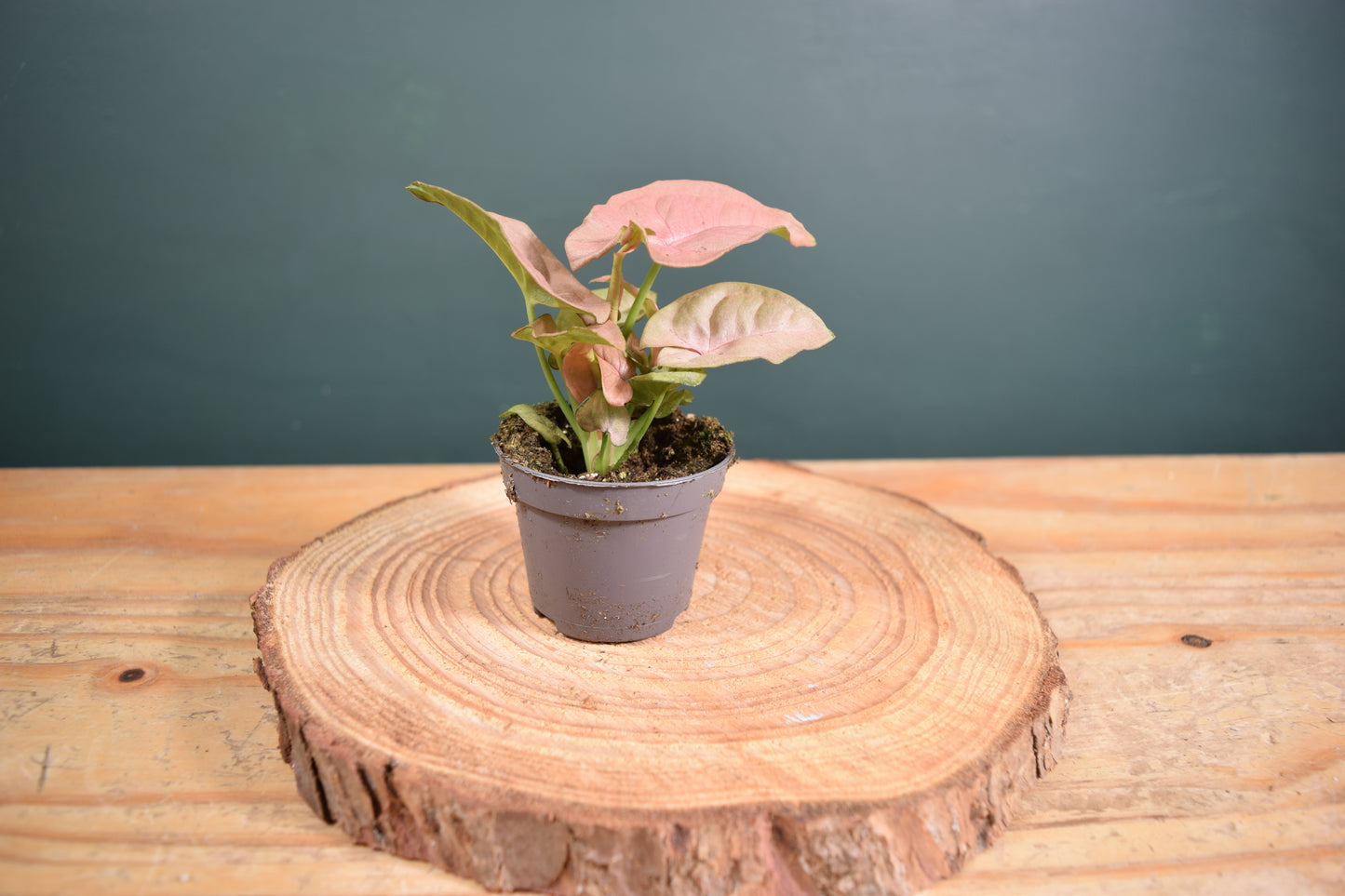 Syngonium Pink Neon Plant - 6cm Pot - Plant Gift - Glass Terrarium - DIY terrarium kit Fittonia - Terrarium Baby Plants
