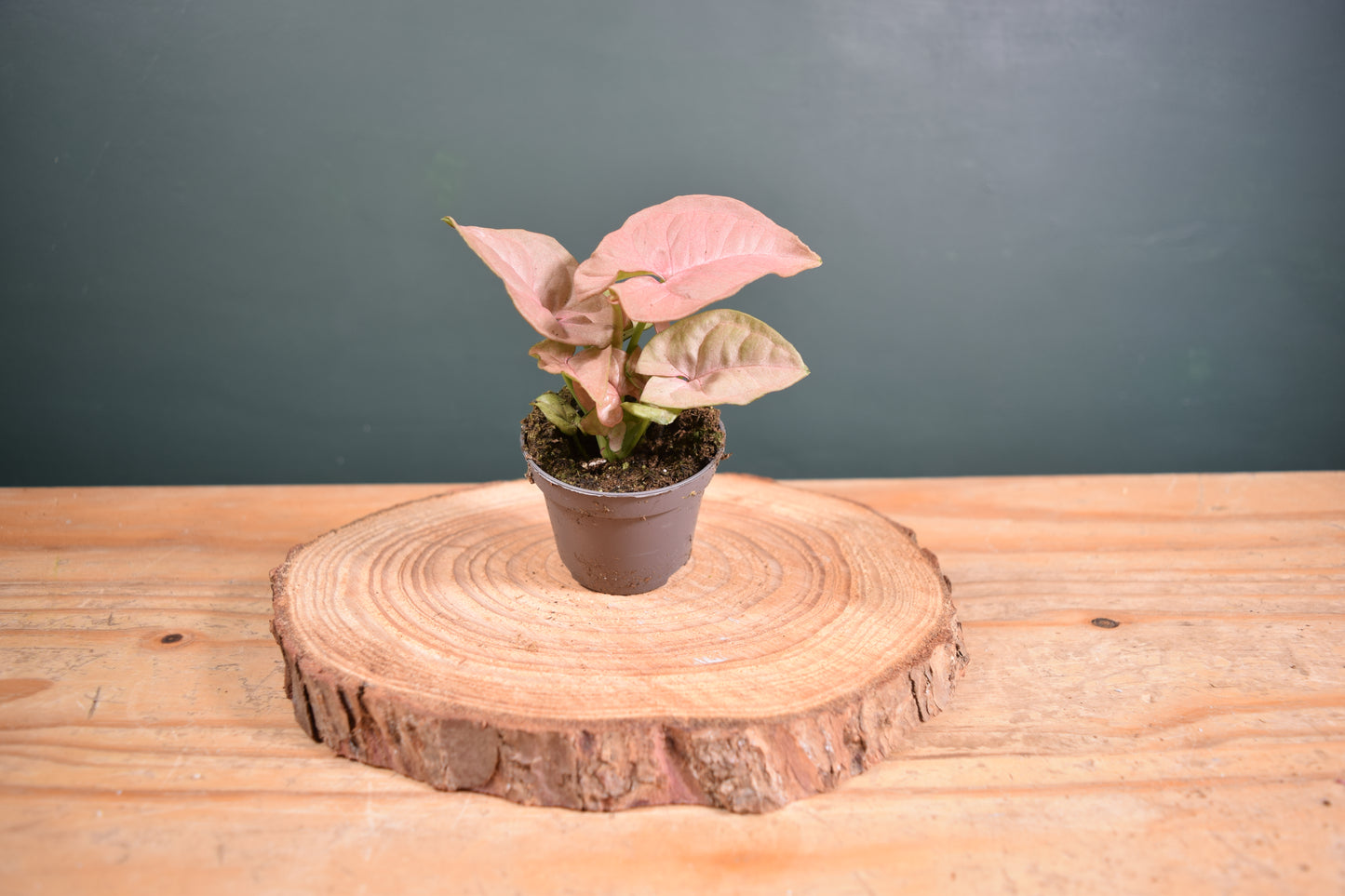 Syngonium Pink Neon Plant - 6cm Pot - Plant Gift - Glass Terrarium - DIY terrarium kit Fittonia - Terrarium Baby Plants