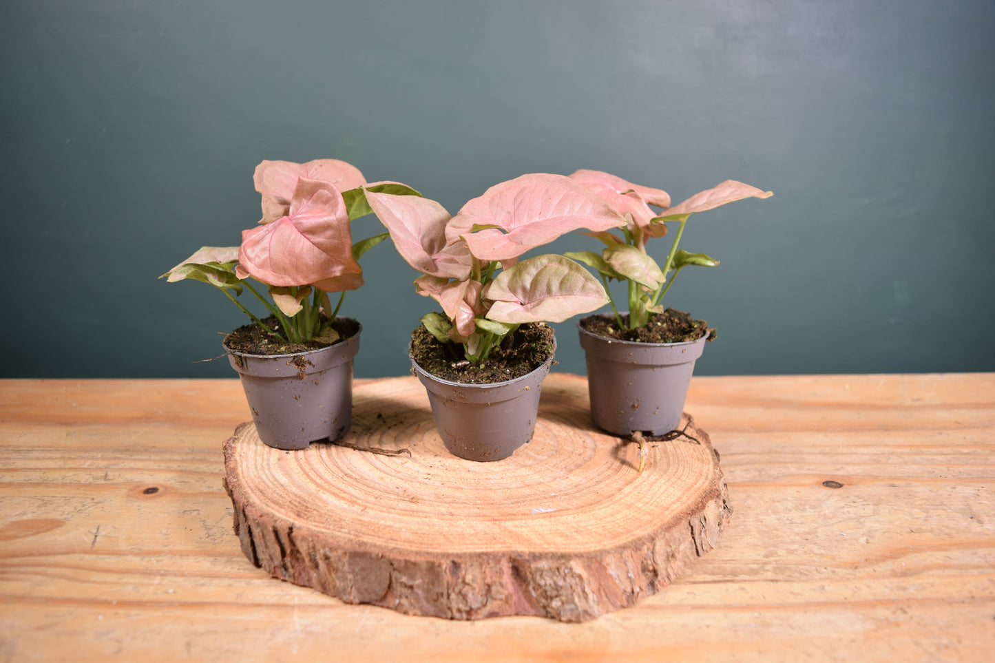 Syngonium Pink Neon Plant - 6cm Pot - Plant Gift - Glass Terrarium - DIY terrarium kit Fittonia - Terrarium Baby Plants