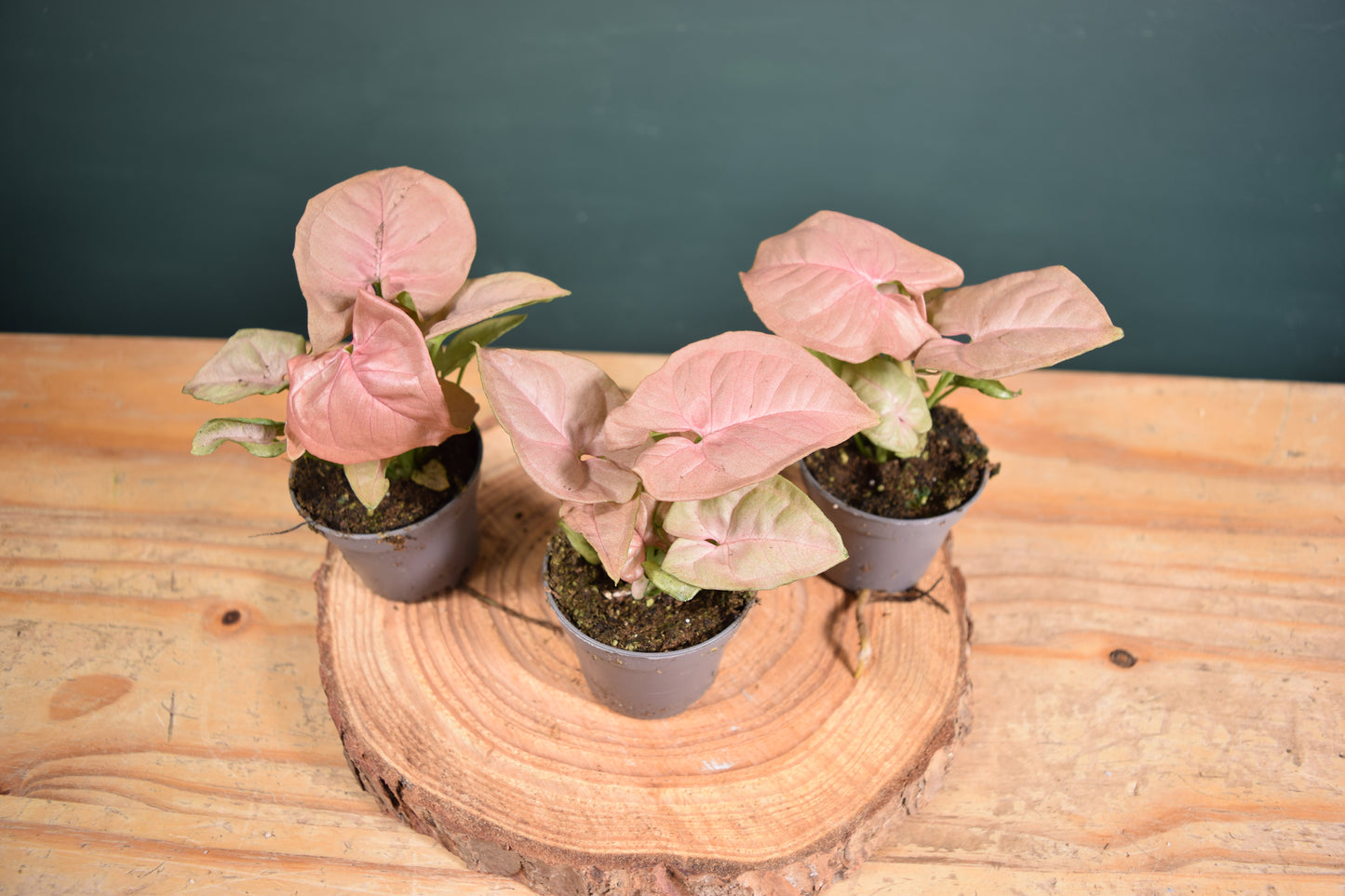 Syngonium Pink Neon Plant - 6cm Pot - Plant Gift - Glass Terrarium - DIY terrarium kit Fittonia - Terrarium Baby Plants