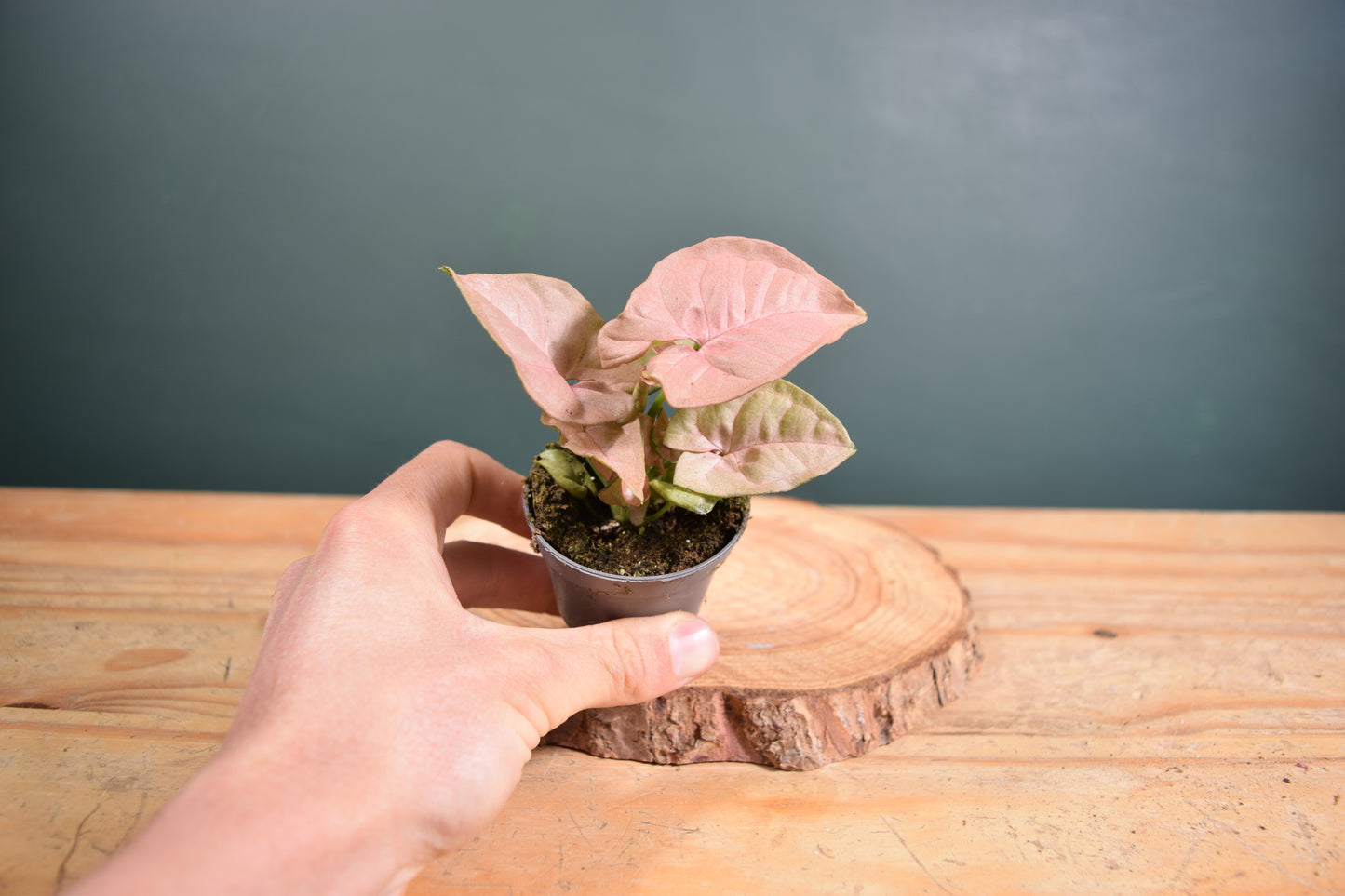 Syngonium Pink Neon Plant - 6cm Pot - Plant Gift - Glass Terrarium - DIY terrarium kit Fittonia - Terrarium Baby Plants