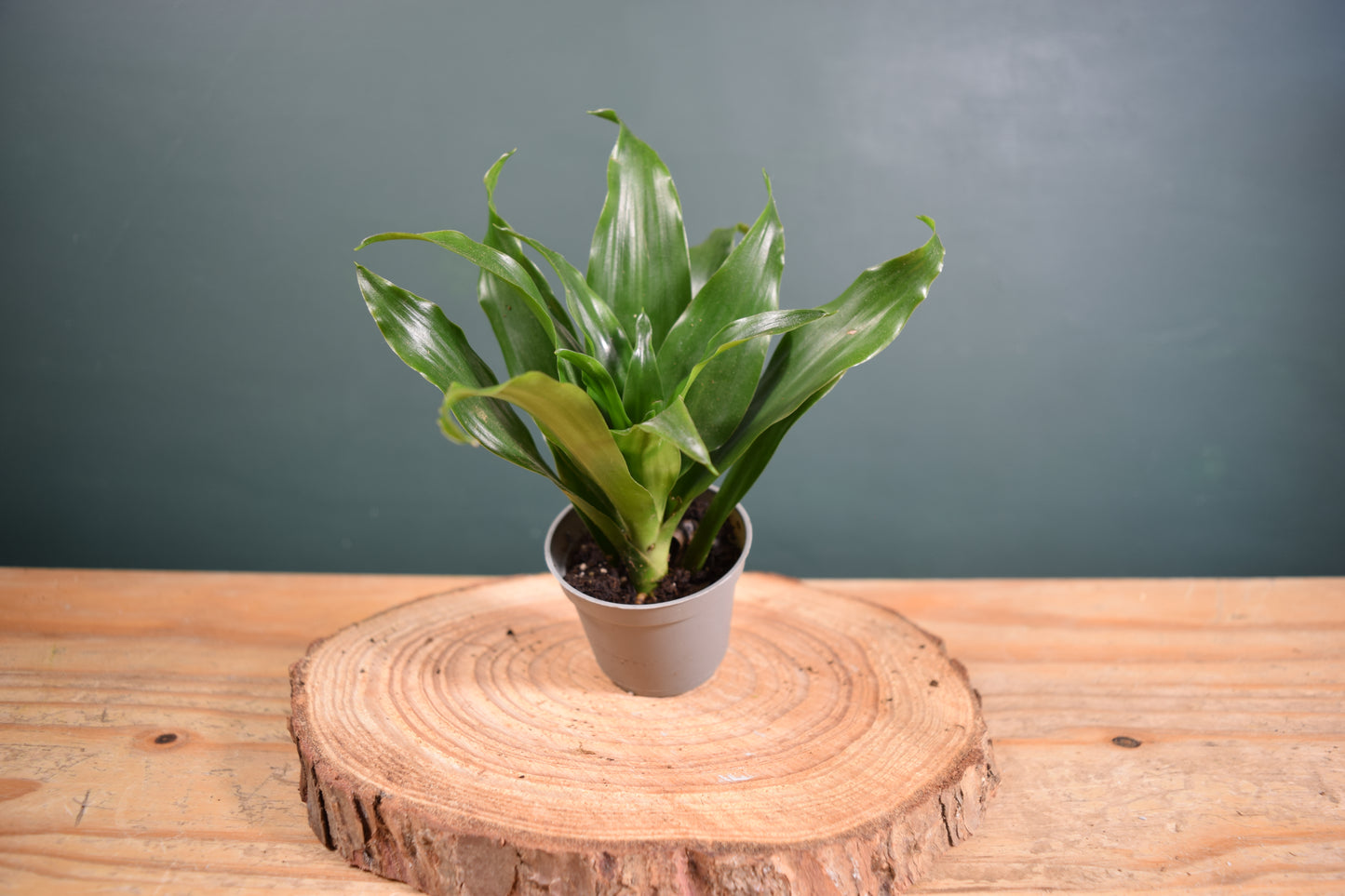 Dracaena fragrans compacta - Desk Plant Gift - Glass Terrarium - DIY terrarium kit Fittonia - Terrarium Baby Plants