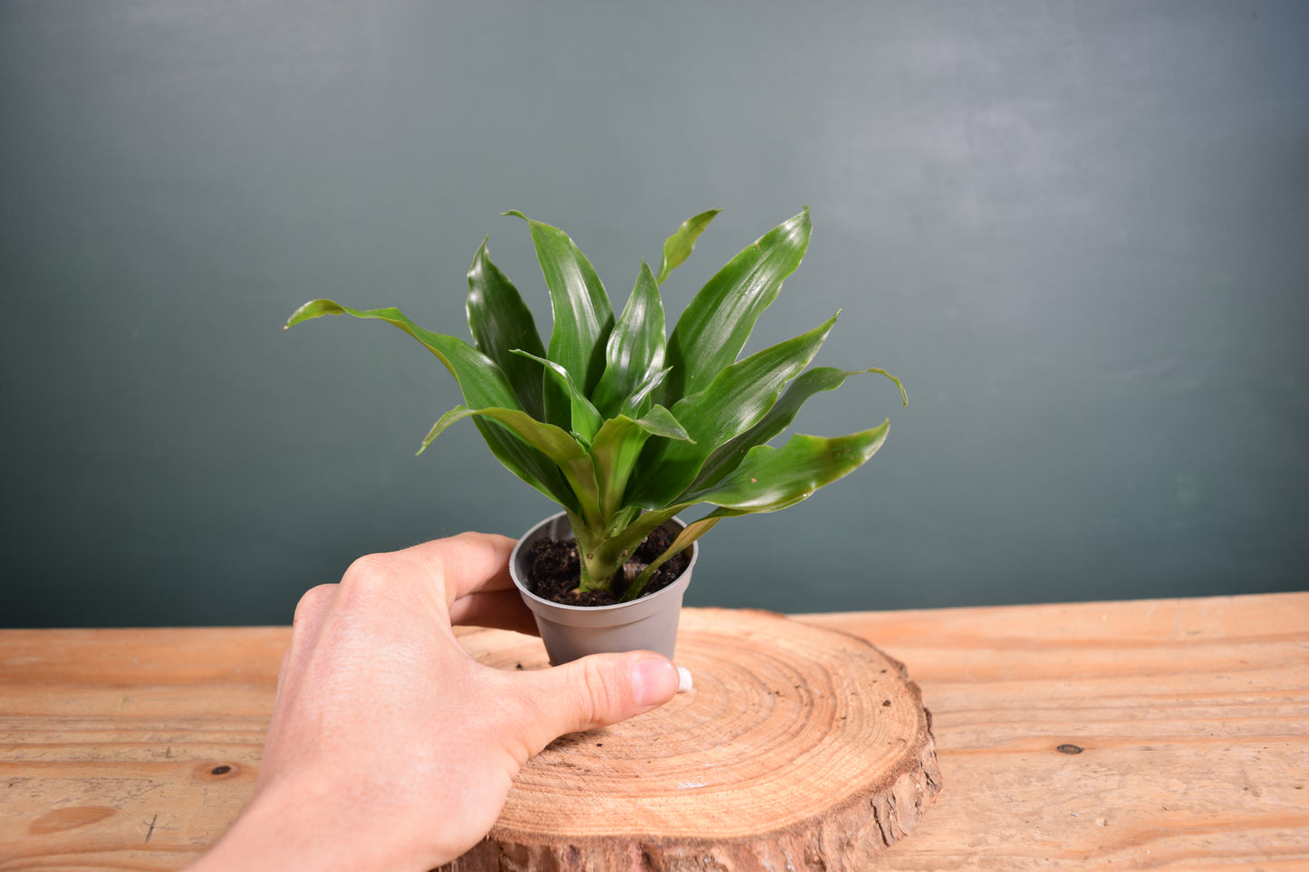 Dracaena fragrans compacta - Desk Plant Gift - Glass Terrarium - DIY terrarium kit Fittonia - Terrarium Baby Plants