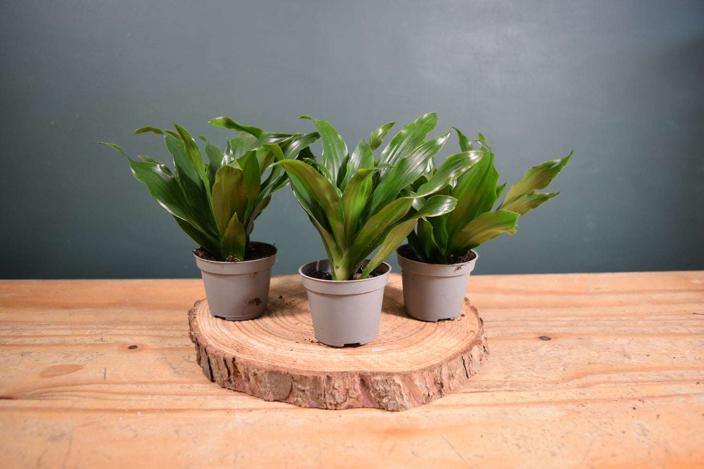 Dracaena fragrans compacta - Desk Plant Gift - Glass Terrarium - DIY terrarium kit Fittonia - Terrarium Baby Plants