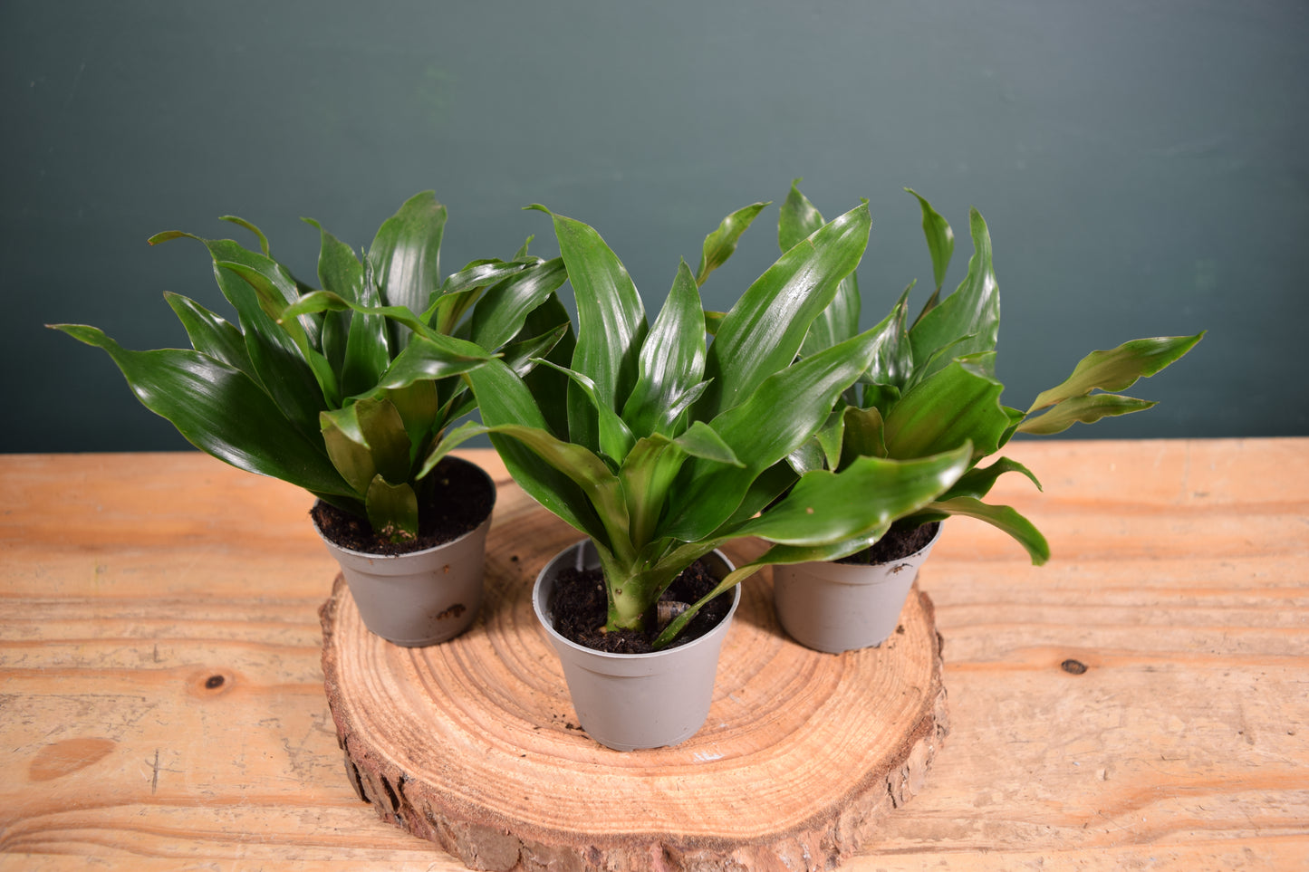 Dracaena fragrans compacta - Desk Plant Gift - Glass Terrarium - DIY terrarium kit Fittonia - Terrarium Baby Plants