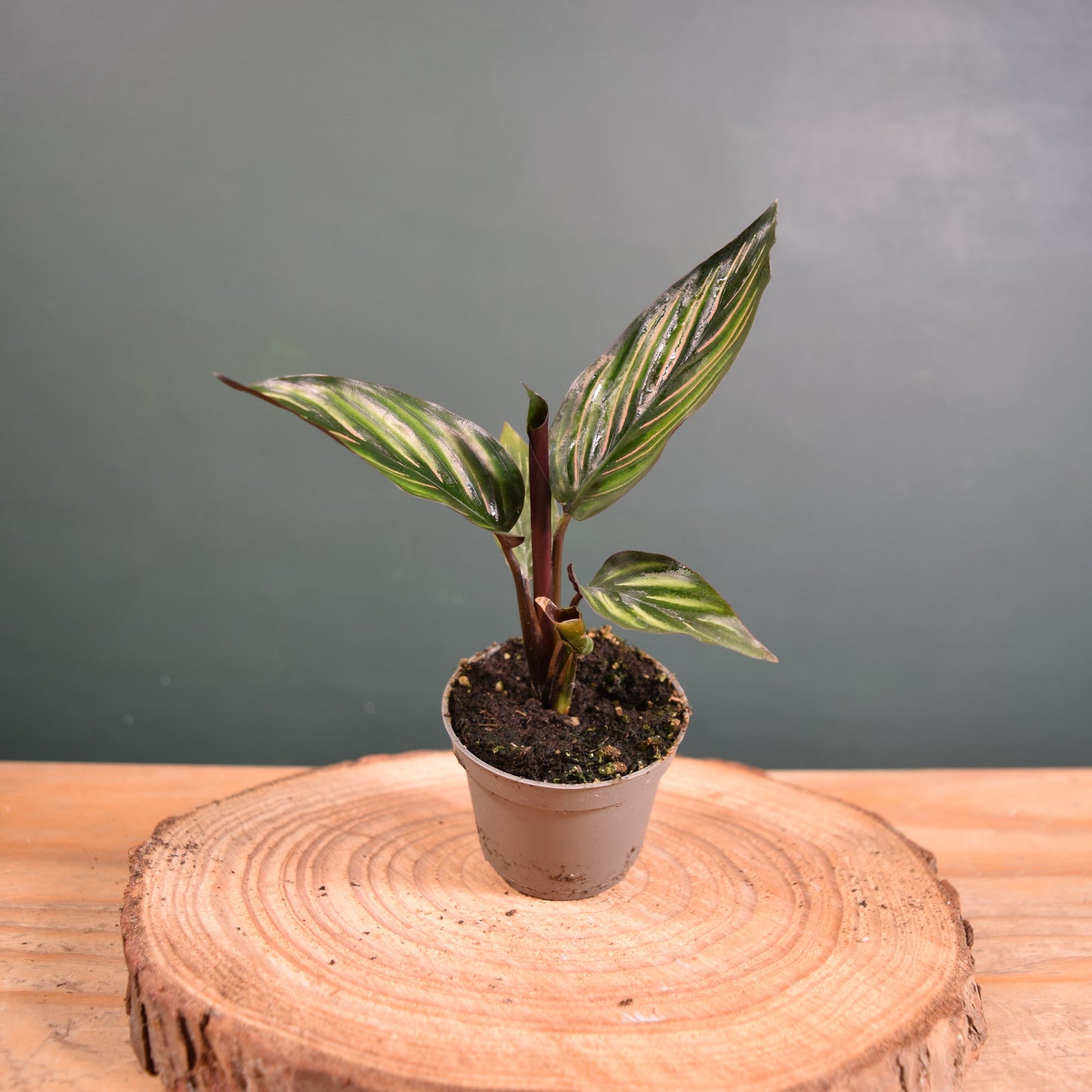 Calathea ornata 'Mieli' Baby Plant 6cm Pot