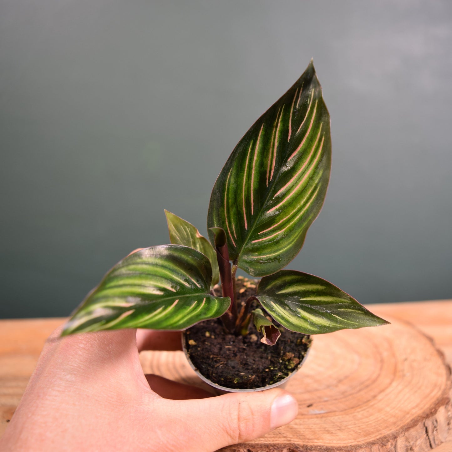 Calathea ornata 'Mieli' Baby Plant 6cm Pot