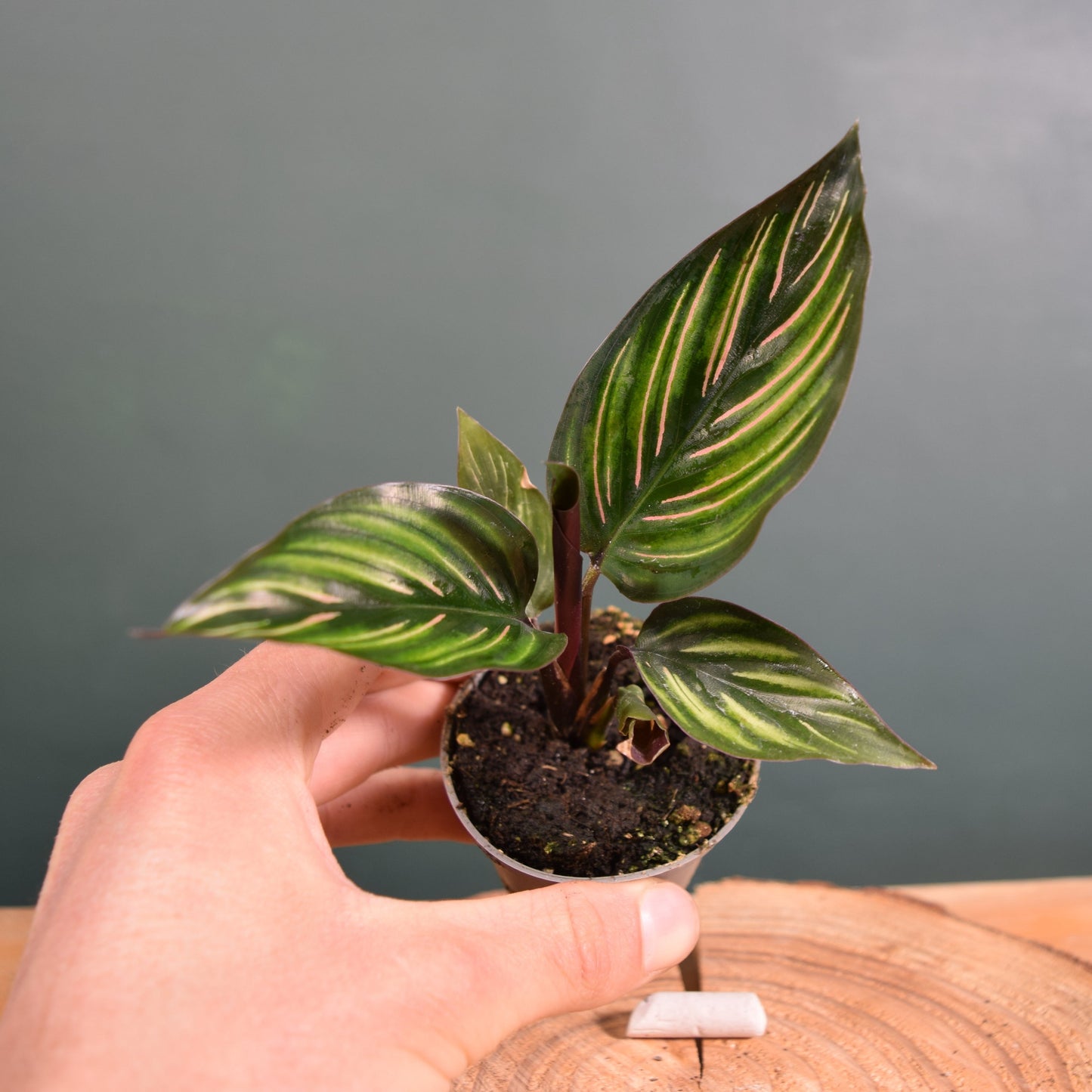 Calathea ornata 'Mieli' Baby Plant 6cm Pot