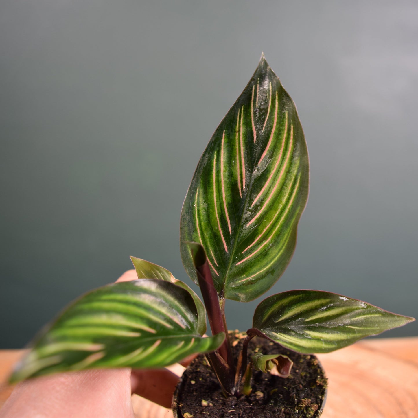 Calathea ornata 'Mieli' Baby Plant 6cm Pot