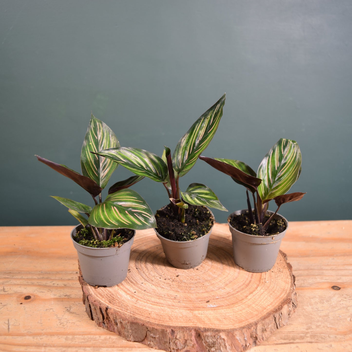 Calathea ornata 'Mieli' Baby Plant 6cm Pot