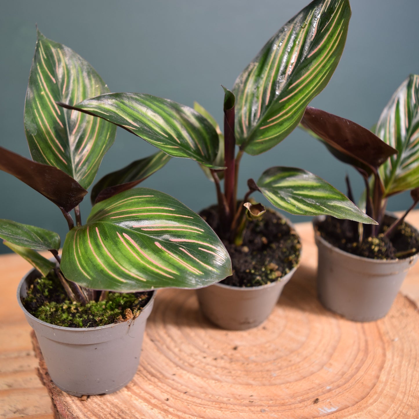 Calathea ornata 'Mieli' Baby Plant 6cm Pot