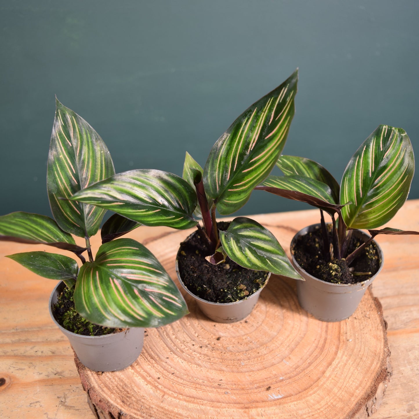Calathea ornata 'Mieli' Baby Plant 6cm Pot