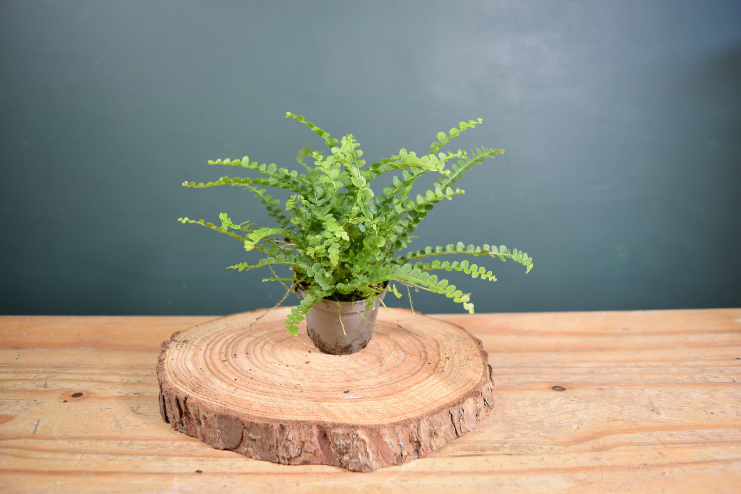 Nephrolepis exaltata 'Duffy' Fern - Plant Gift - Glass Terrarium - DIY terrarium kit Fittonia - Terrarium Baby Plants