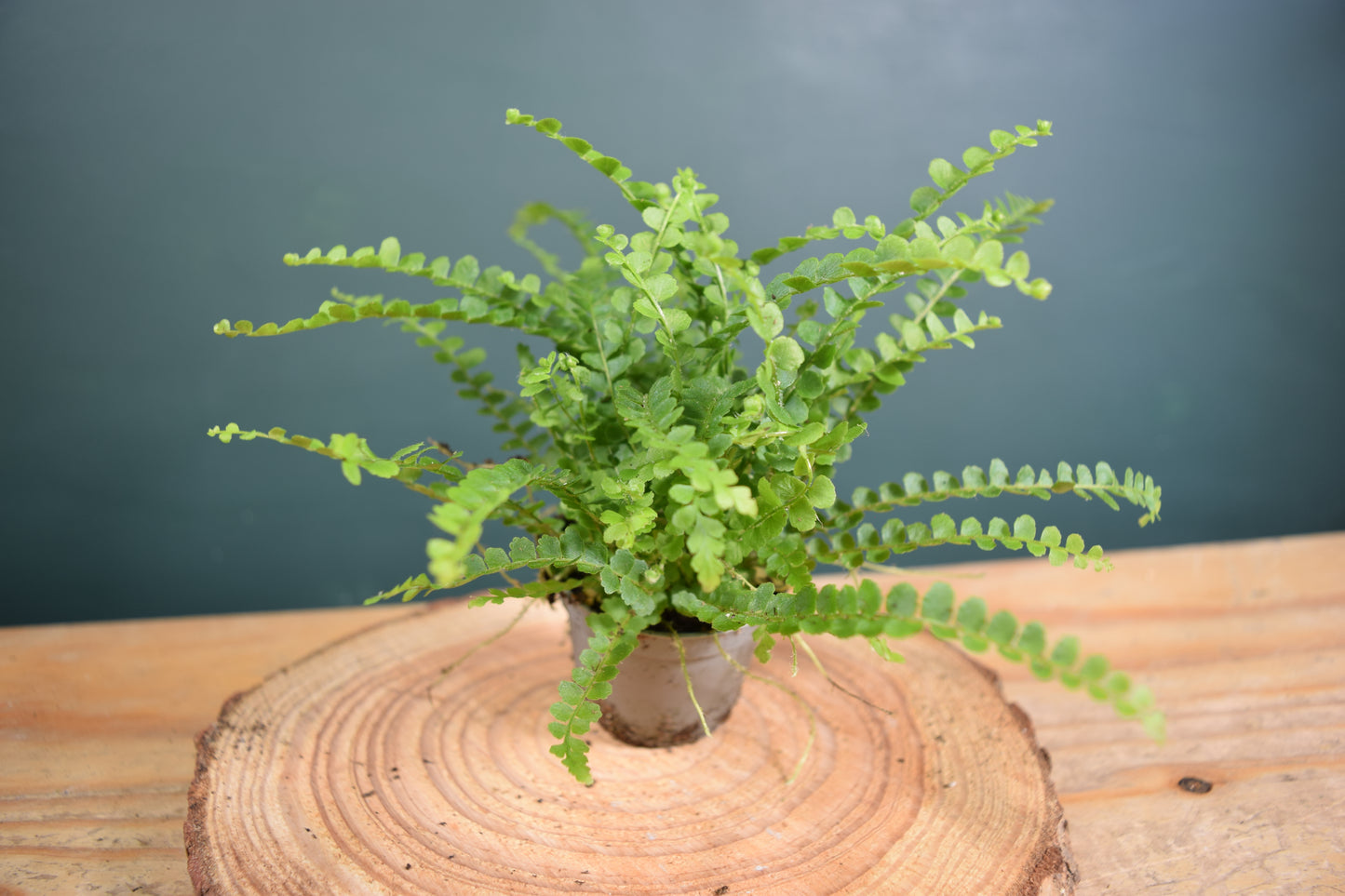 Nephrolepis exaltata 'Duffy' Fern - Plant Gift - Glass Terrarium - DIY terrarium kit Fittonia - Terrarium Baby Plants