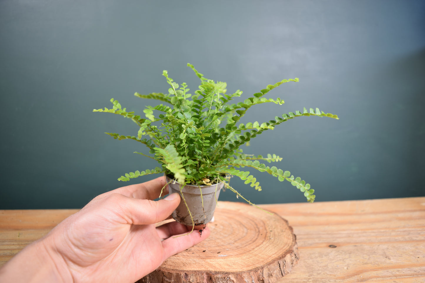 Nephrolepis exaltata 'Duffy' Fern - Plant Gift - Glass Terrarium - DIY terrarium kit Fittonia - Terrarium Baby Plants