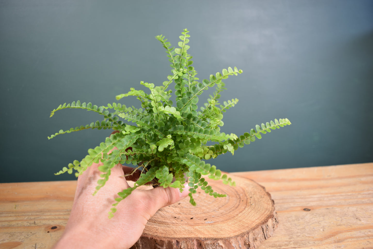 Nephrolepis exaltata 'Duffy' Fern - Plant Gift - Glass Terrarium - DIY terrarium kit Fittonia - Terrarium Baby Plants