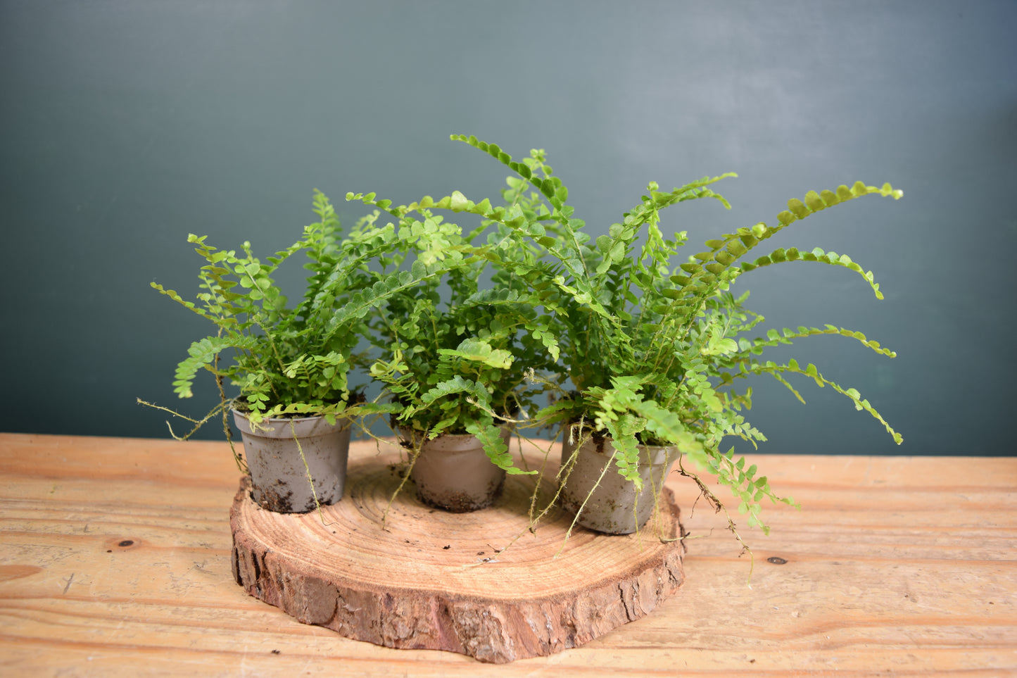 Nephrolepis exaltata 'Duffy' Fern - Plant Gift - Glass Terrarium - DIY terrarium kit Fittonia - Terrarium Baby Plants