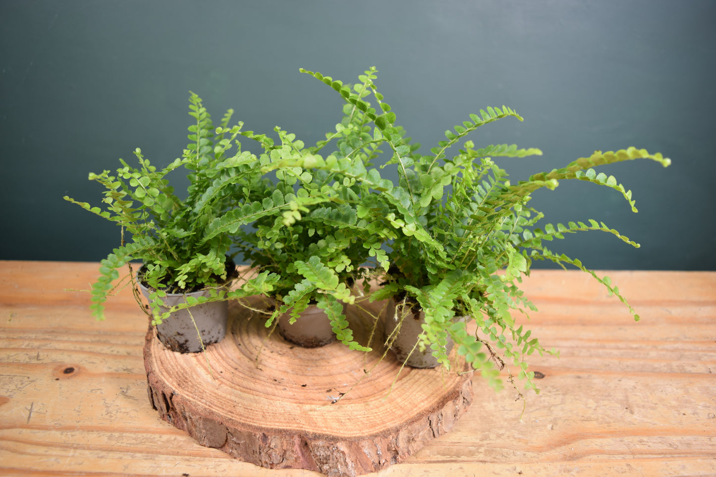 Nephrolepis exaltata 'Duffy' Fern - Plant Gift - Glass Terrarium - DIY terrarium kit Fittonia - Terrarium Baby Plants