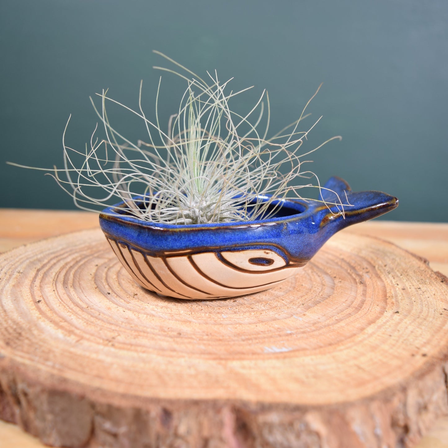 Ceramic Whale with Air Plant - Air Plant Holder