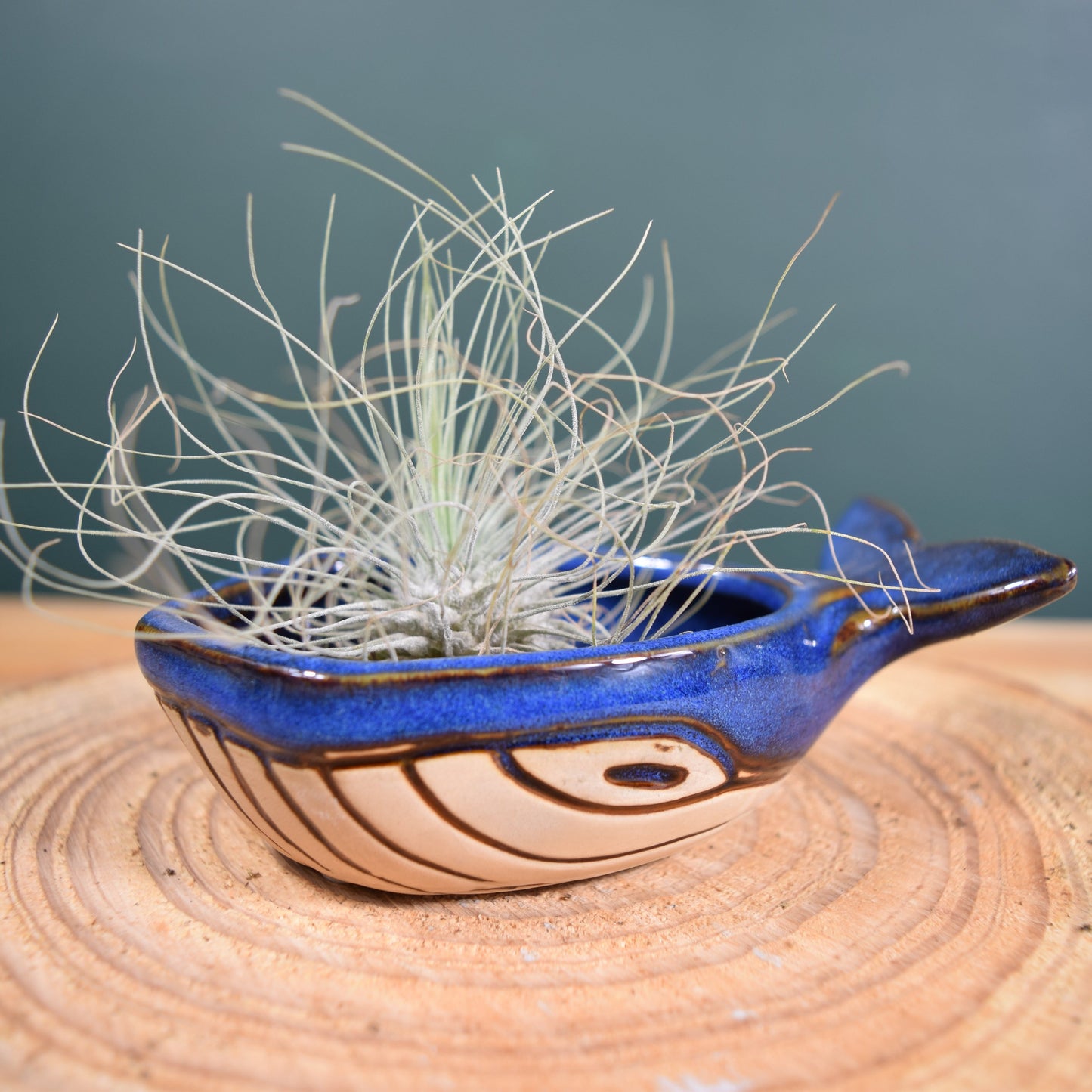 Ceramic Whale with Air Plant - Air Plant Holder