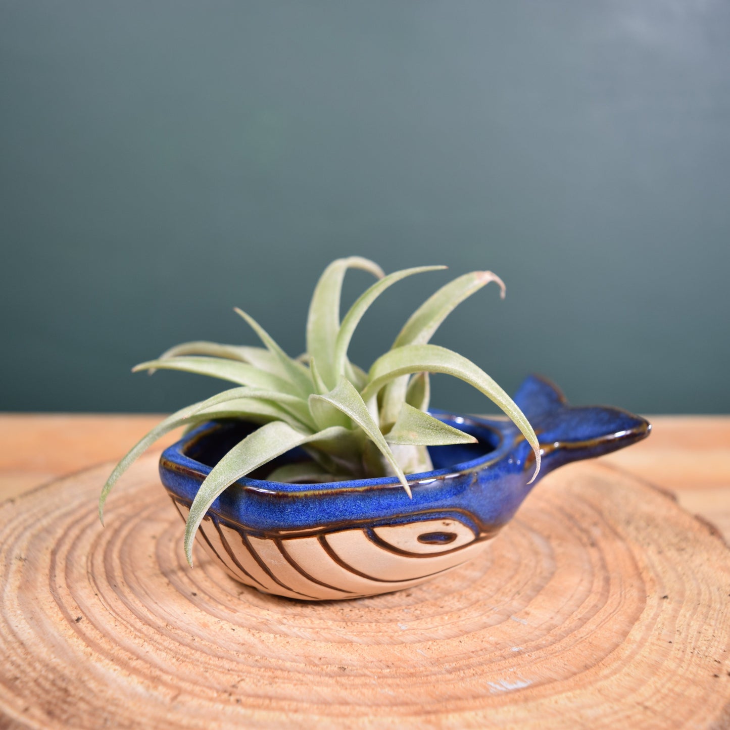 Ceramic Whale with Air Plant - Air Plant Holder