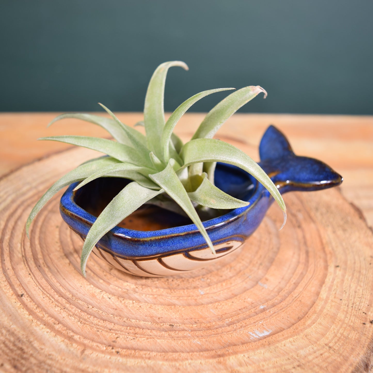 Ceramic Whale with Air Plant - Air Plant Holder
