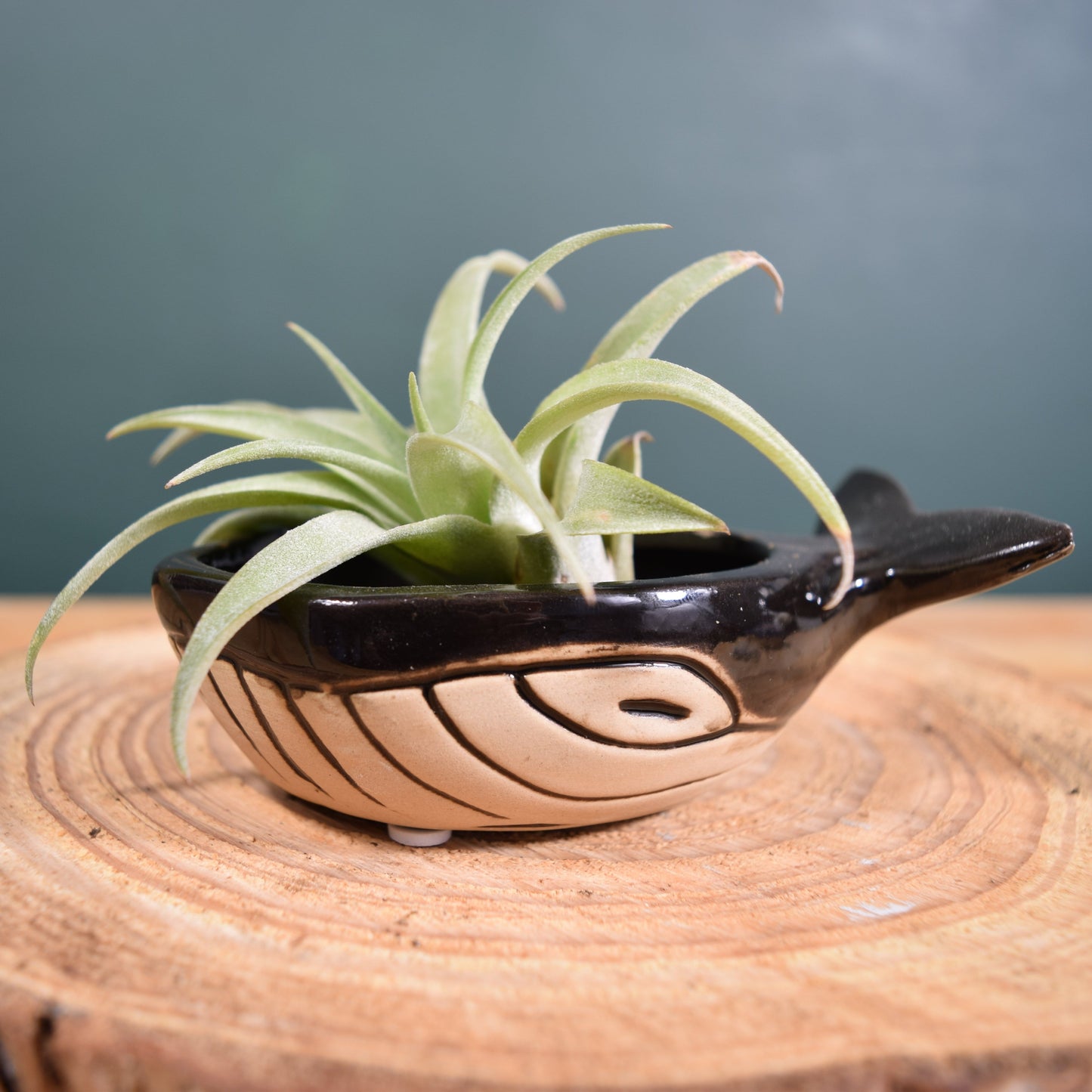 Ceramic Whale with Air Plant - Air Plant Holder