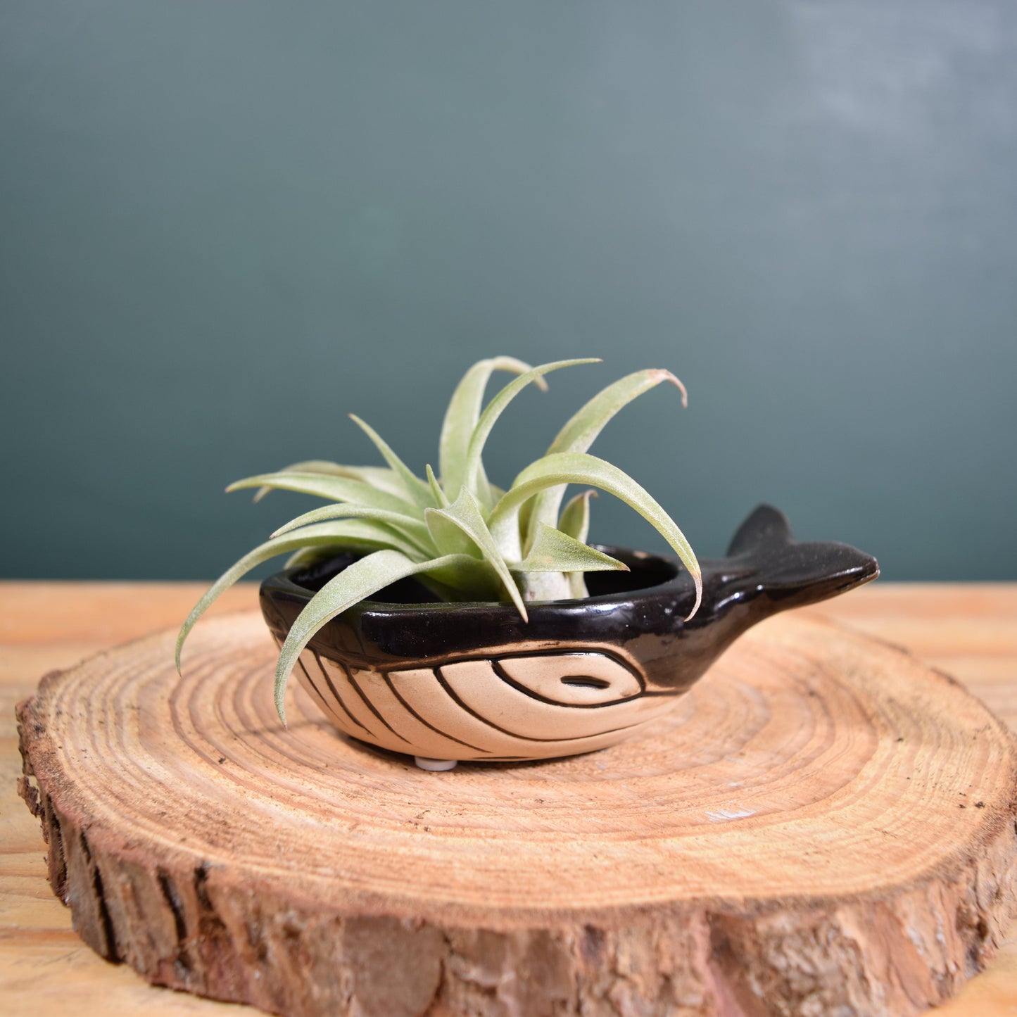 Ceramic Whale with Air Plant - Air Plant Holder