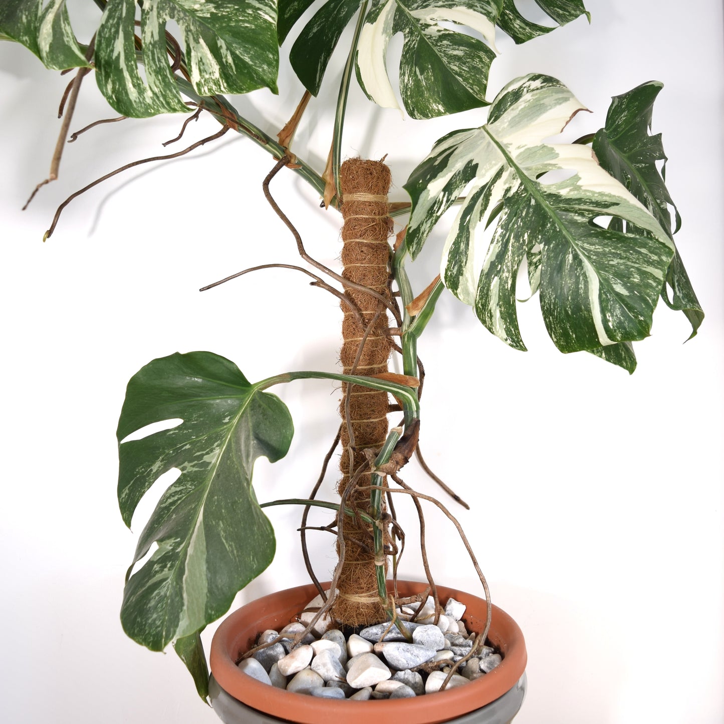 Extendable Coco Coir Moss Pole