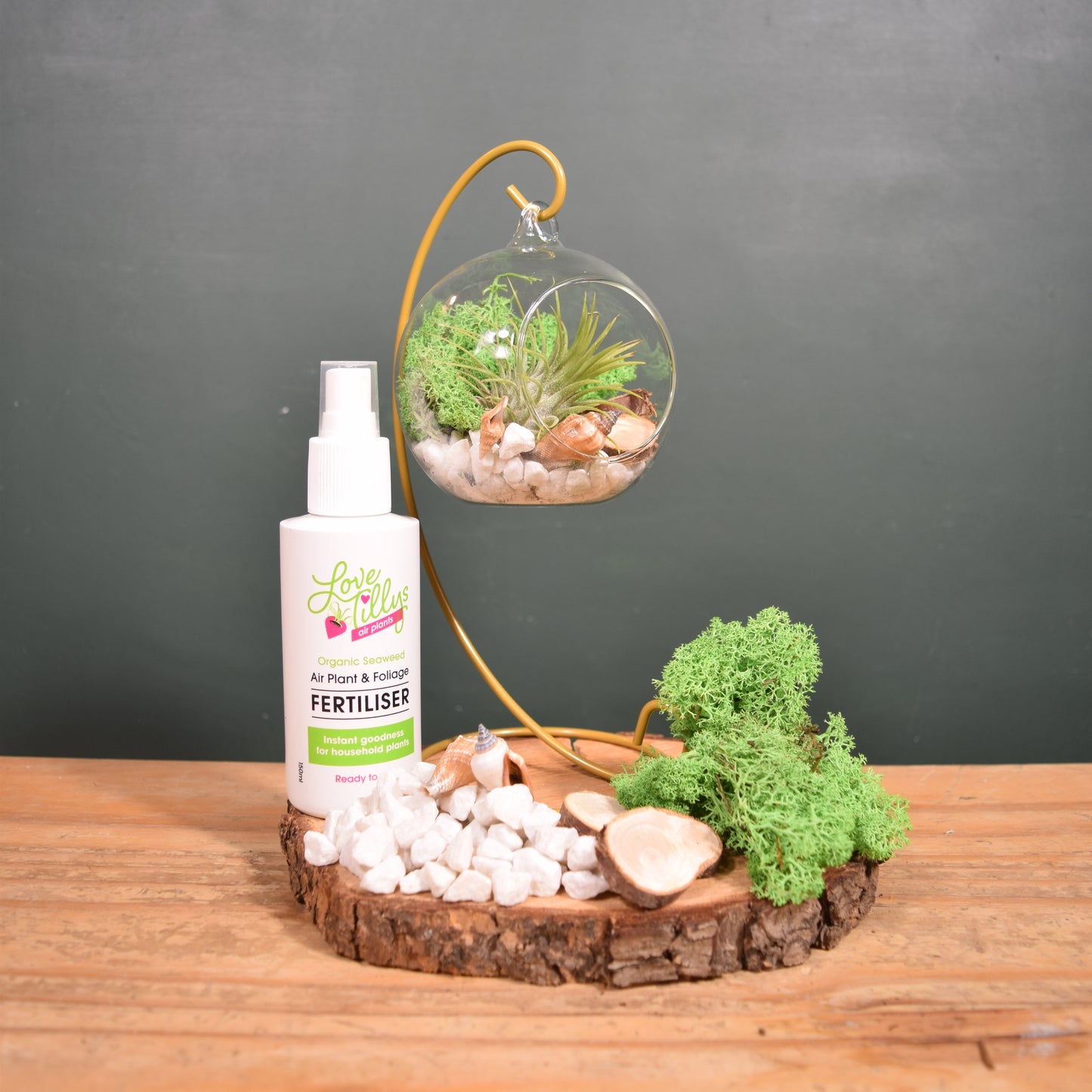 DIY Terrarium Air Plant Kit - Green Moss - Gold Plant Stand