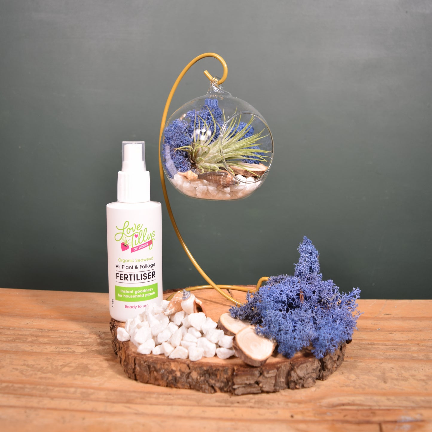 DIY Terrarium Air Plant Kit - Royal Blue Moss - Gold Plant Stand