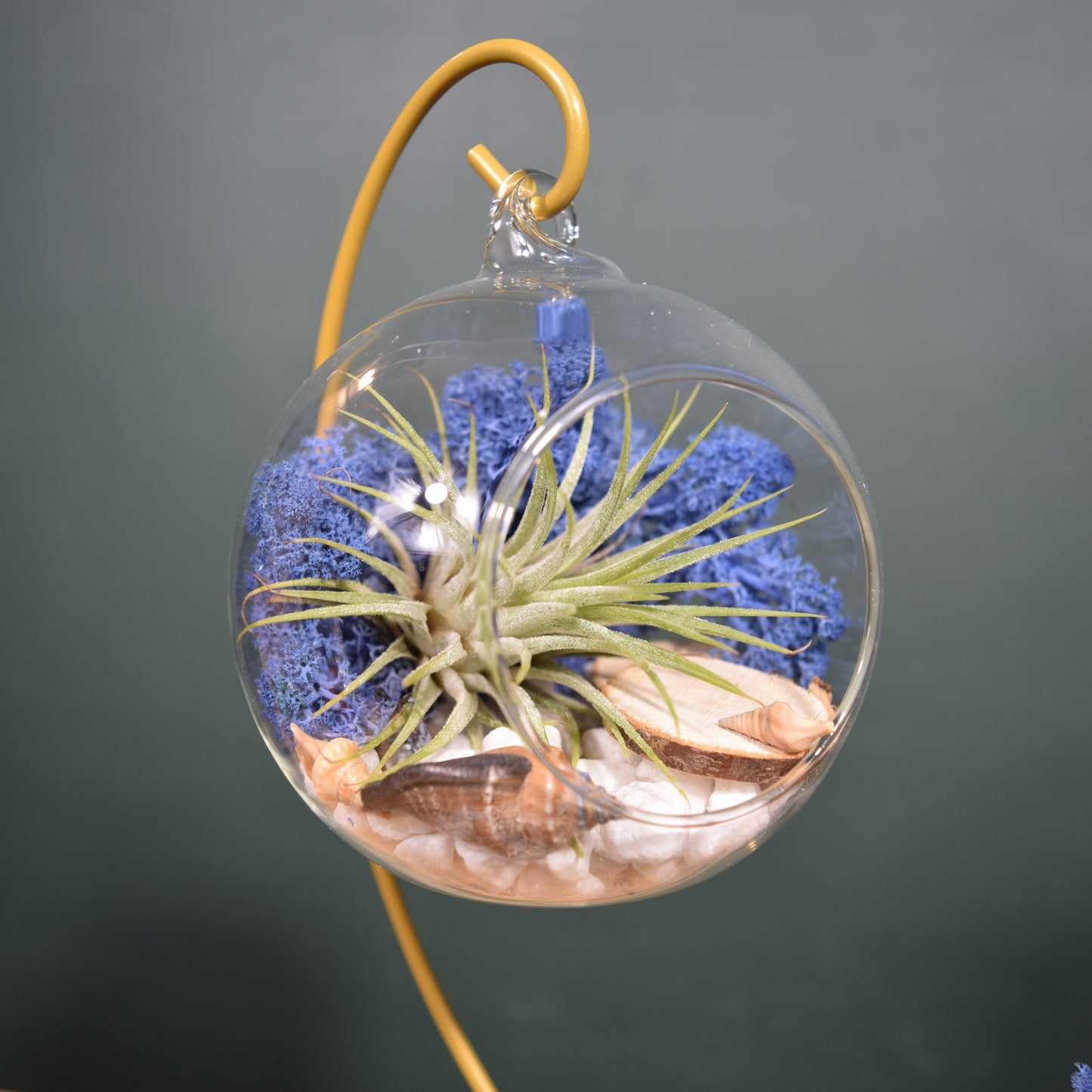 DIY Terrarium Air Plant Kit - Royal Blue Moss - Gold Plant Stand