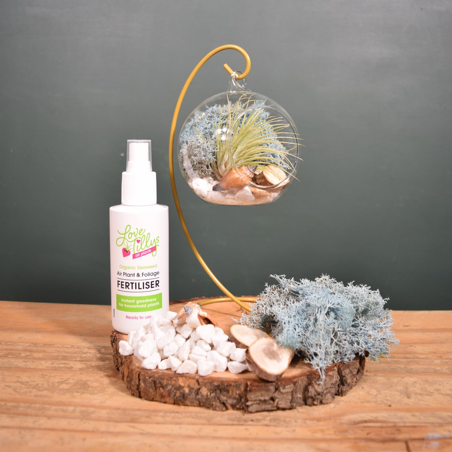 DIY Terrarium Air Plant Kit - Light Blue Moss - Gold Plant Stand