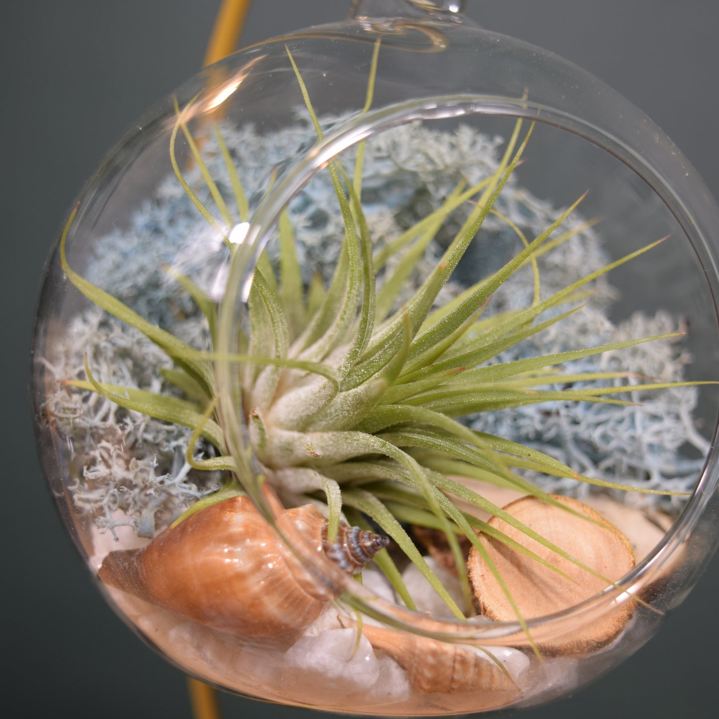 DIY Terrarium Air Plant Kit - Light Blue Moss - Gold Plant Stand