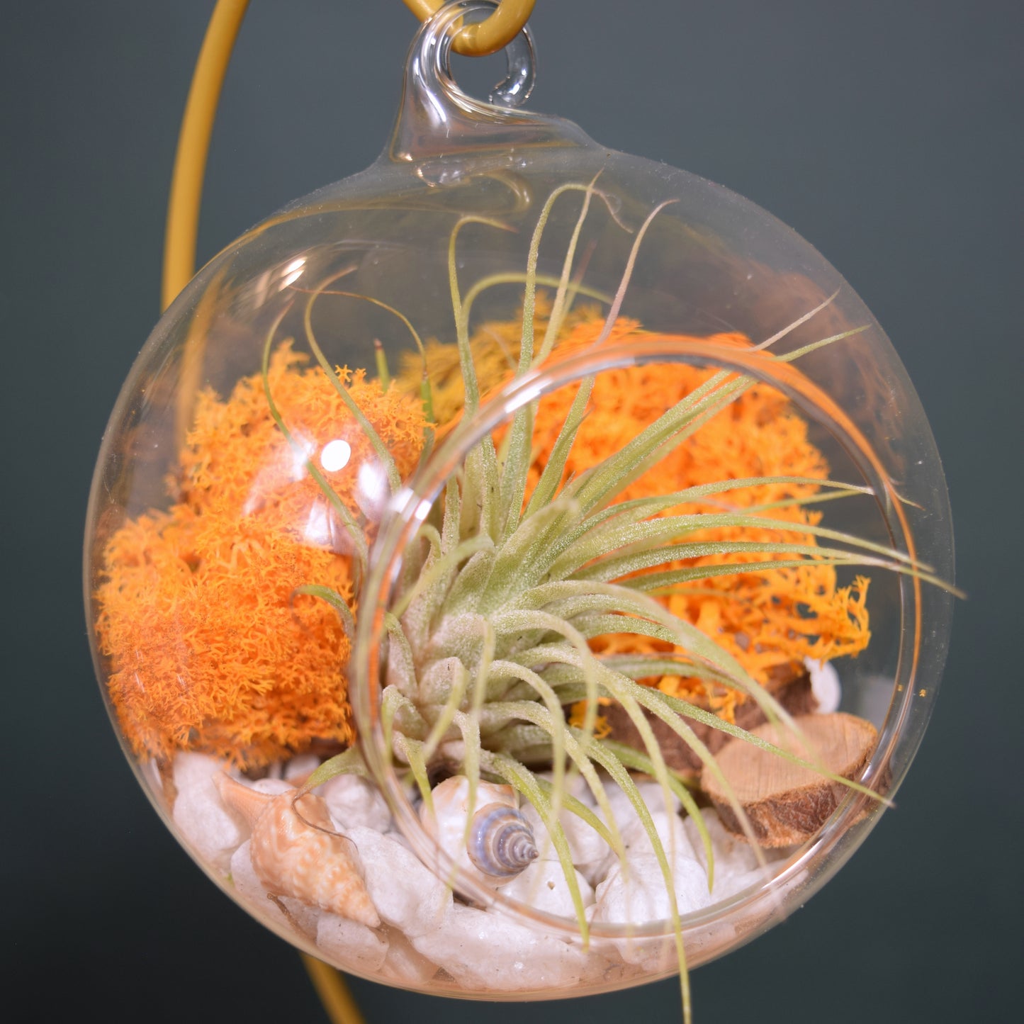 DIY Terrarium Air Plant Kit - Orange Moss - Gold Plant Stand