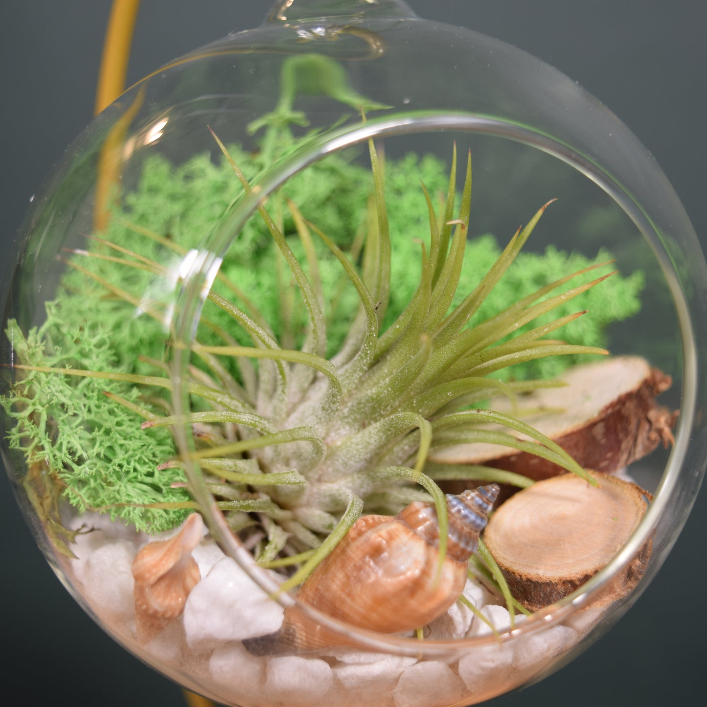 DIY Terrarium Air Plant Kit - Green Moss - Gold Plant Stand