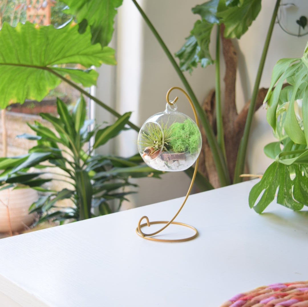 Green Air Plant with Green Moss on a gold metal stand