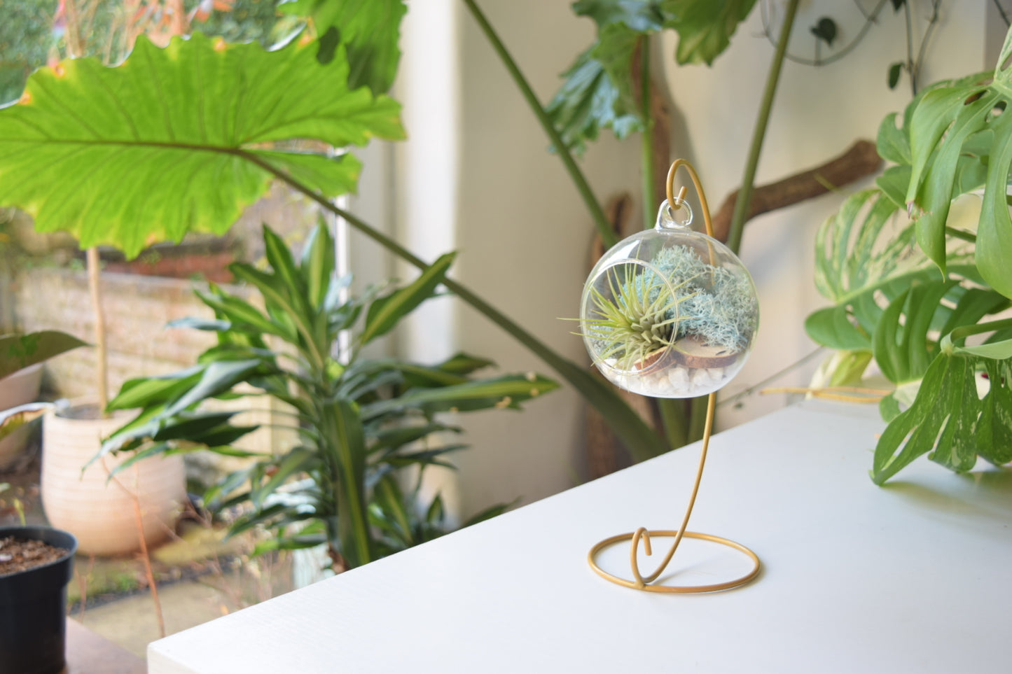 DIY Terrarium Air Plant Kit - Light Blue Moss - Gold Plant Stand