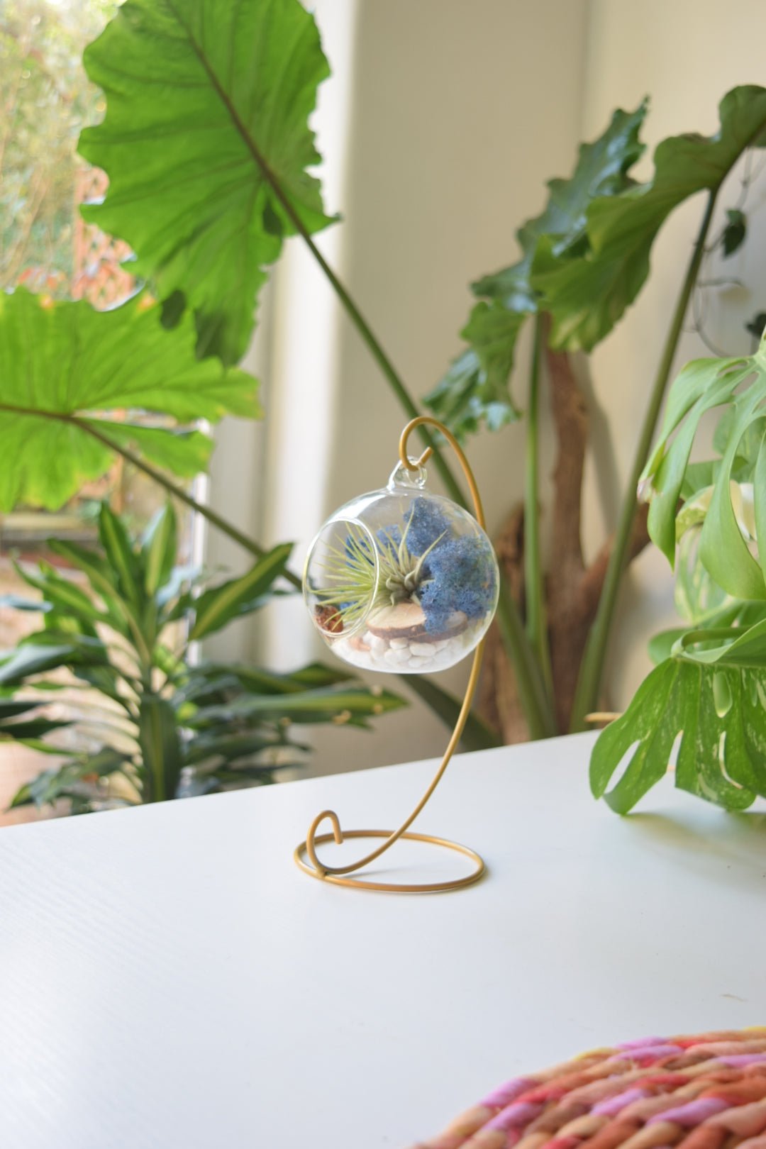 DIY Terrarium Air Plant Kit - Royal Blue Moss - Gold Plant Stand
