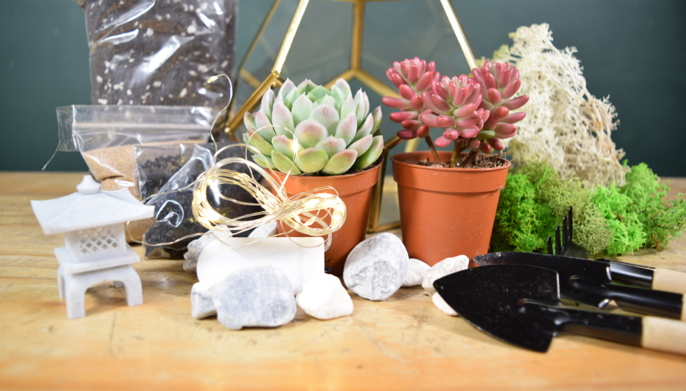 Geometric Terrarium Kit with Succulent or Cactus UK Plant Gift