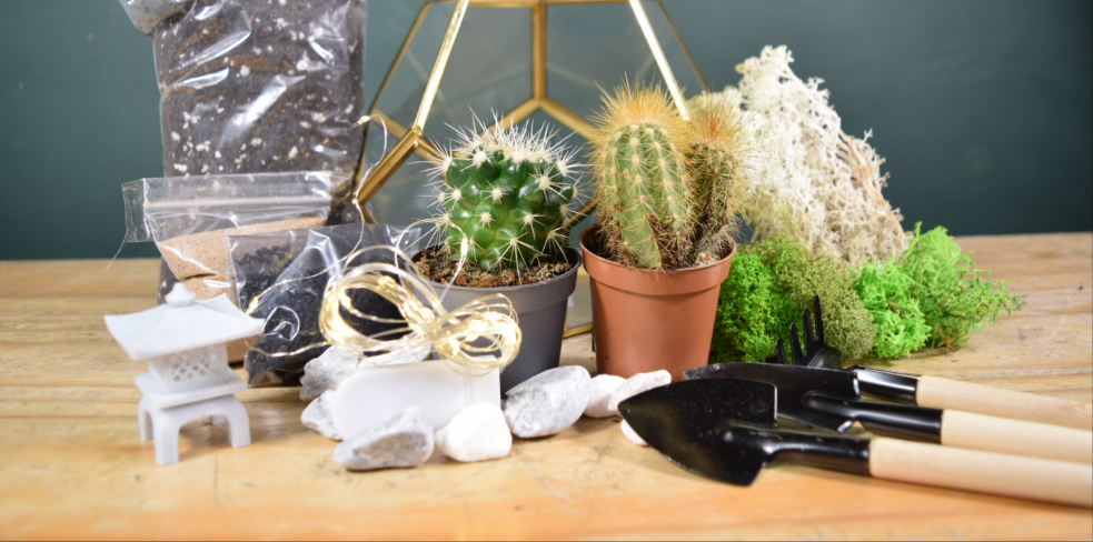 Geometric Terrarium Kit with Succulent or Cactus UK Plant Gift